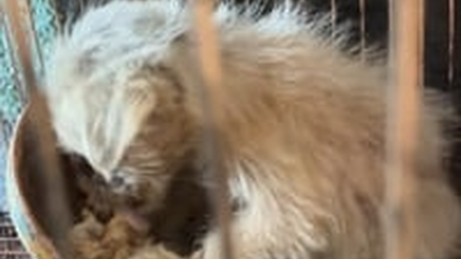 N1203071_A Small Act of Kindness Saved This Dog Life