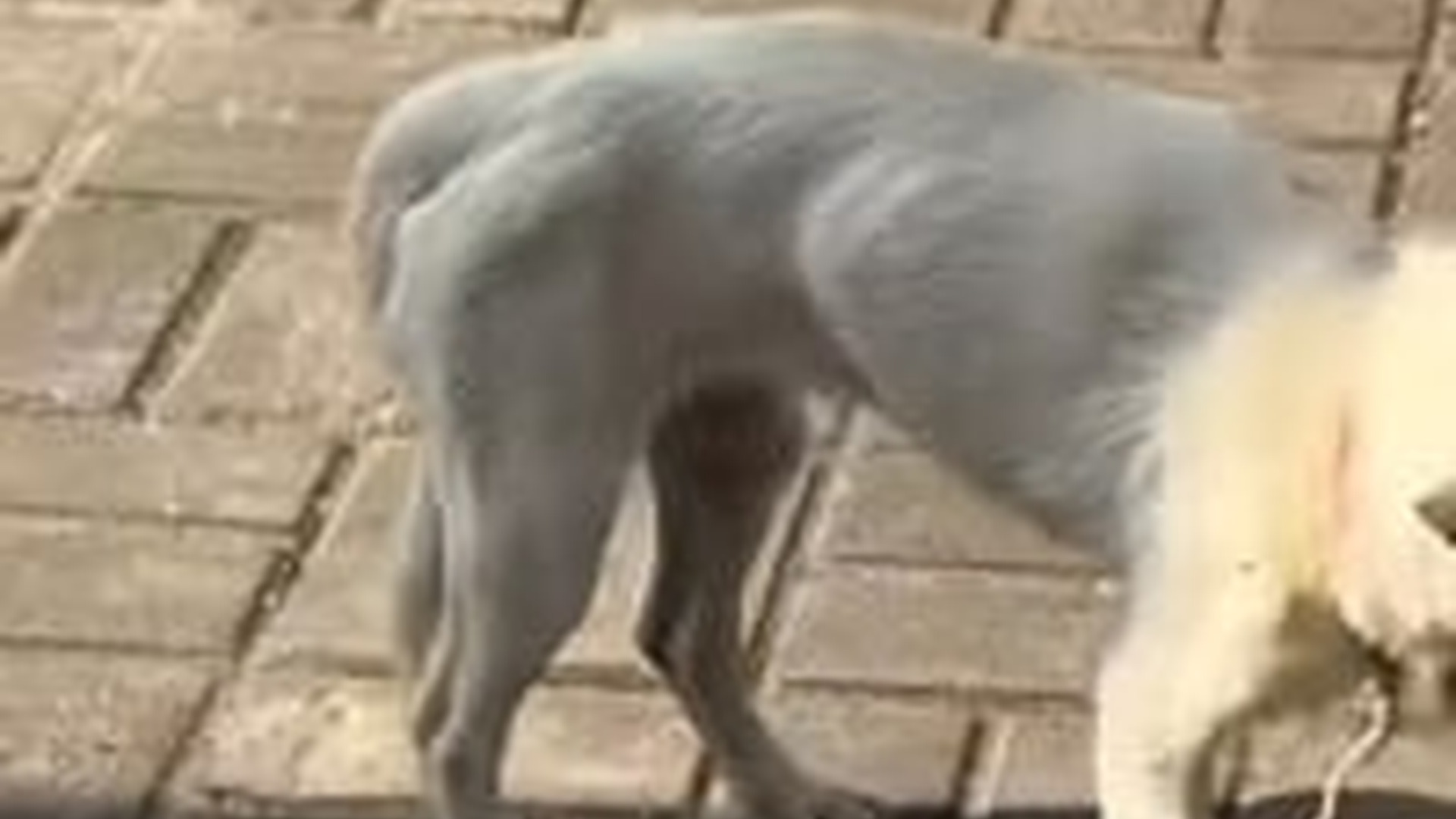 N1203073_This Dog Needed Help and Someone Finally Stopped