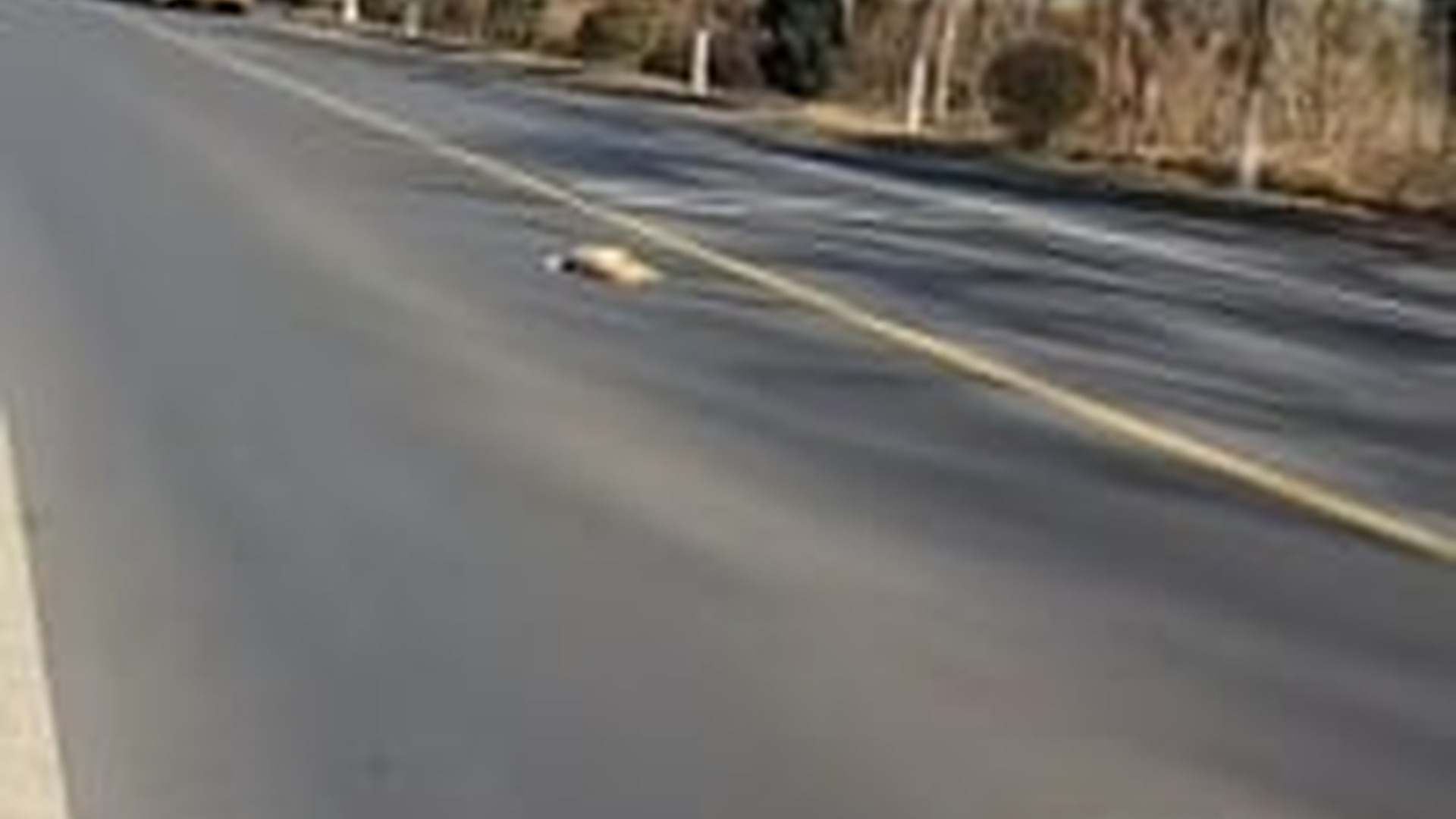 N1203074_A Tiny Kitten Ran Across the Road and Almost Lost Everything