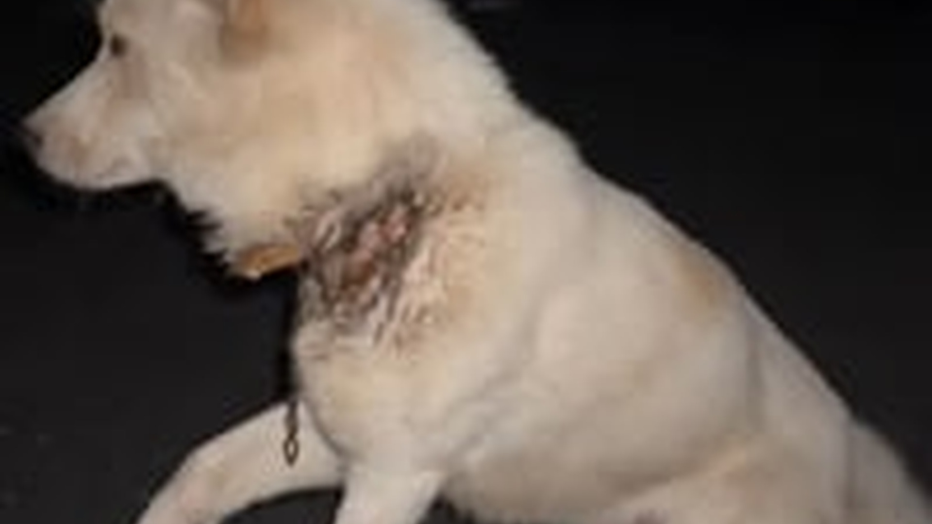 N1203076_A Lonely Dog Was Waiting on the Road for Kindness