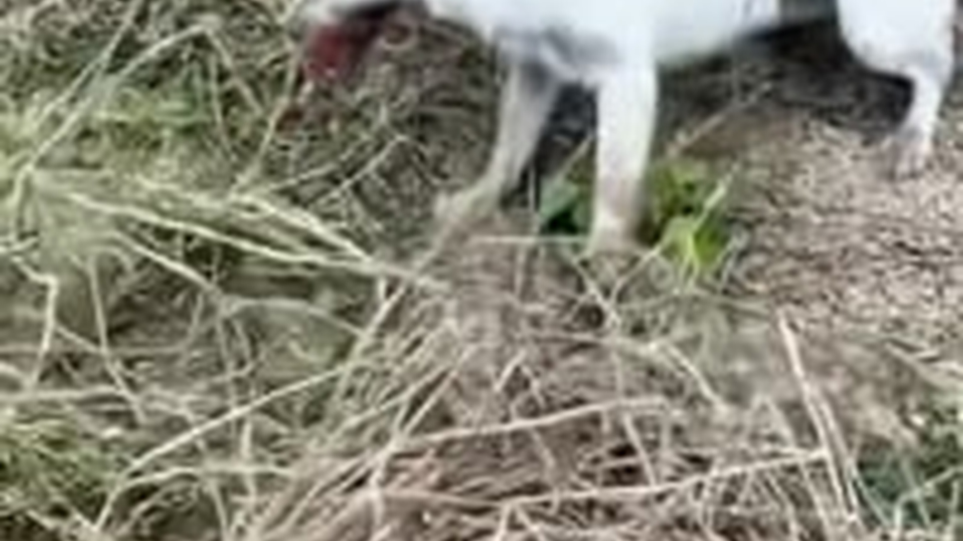 N1203081_We Tried To Free The Animal From Trap And Finally Succeeded #animalrescue #wildliferescue