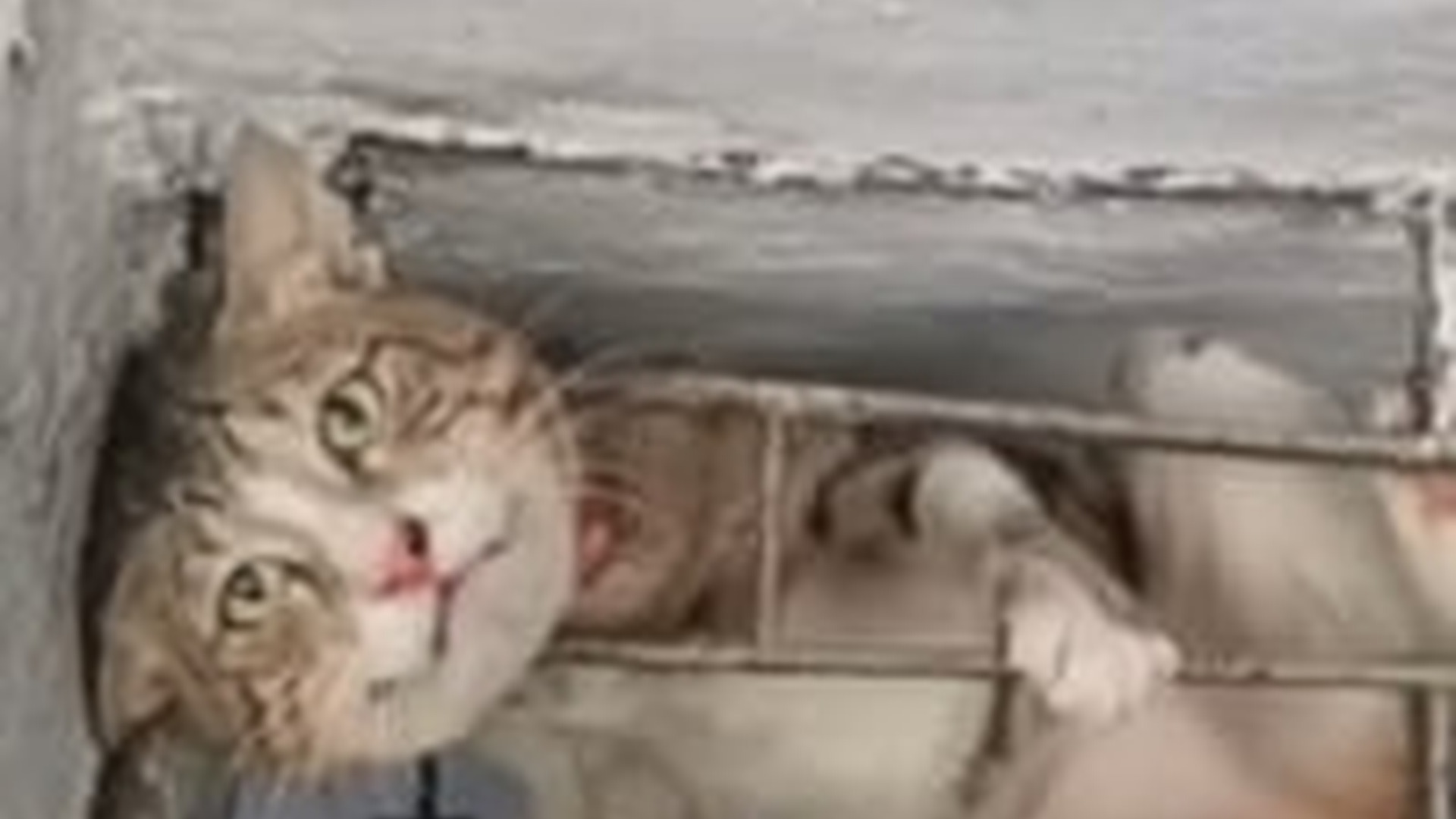 N1203084_A Weak Kitten Was Saved Just Before It Was Too Late