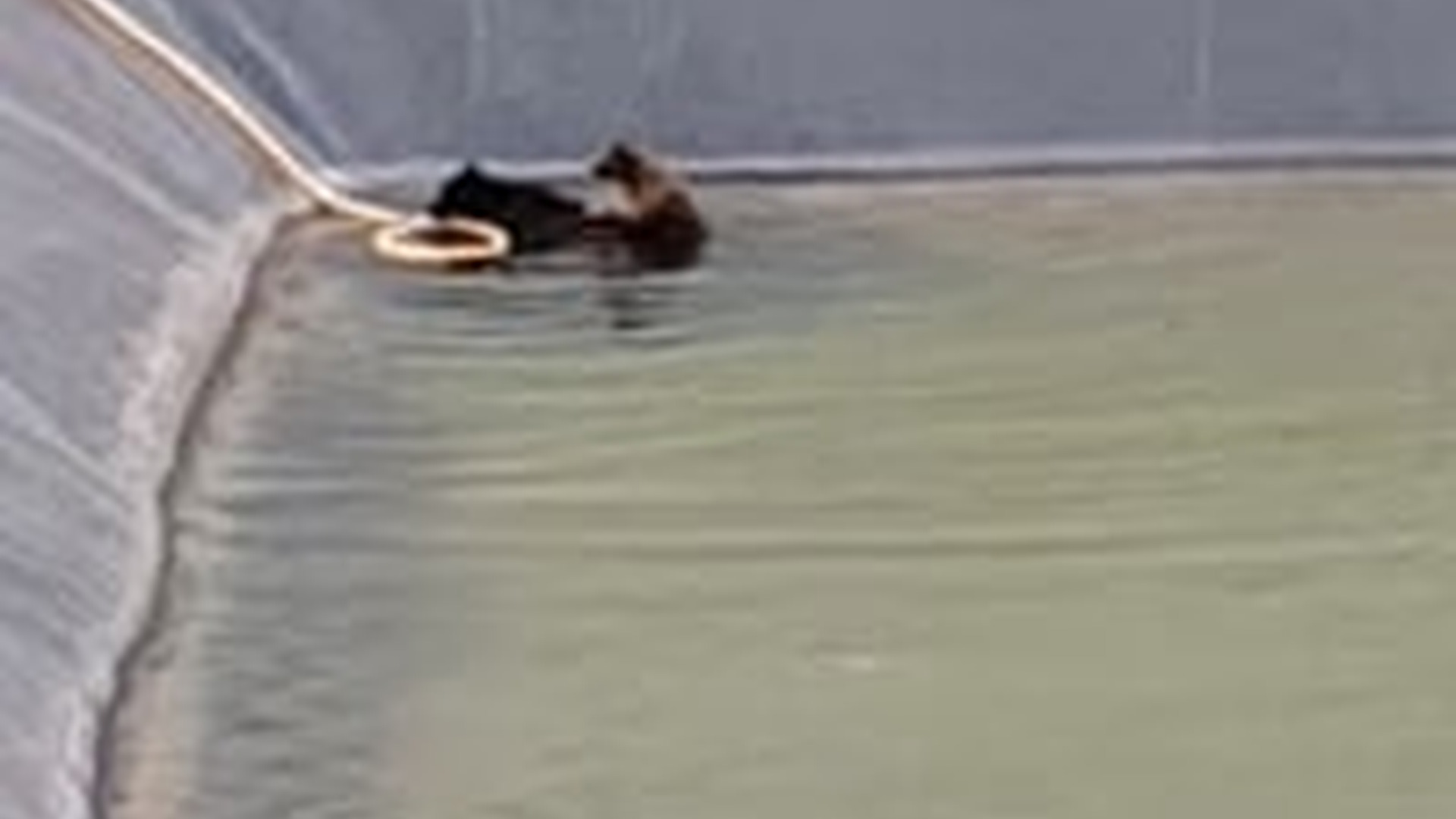 N1203087_Two Dogs Stayed Together Until Someone Saved Them #animalrescue #dogrescue