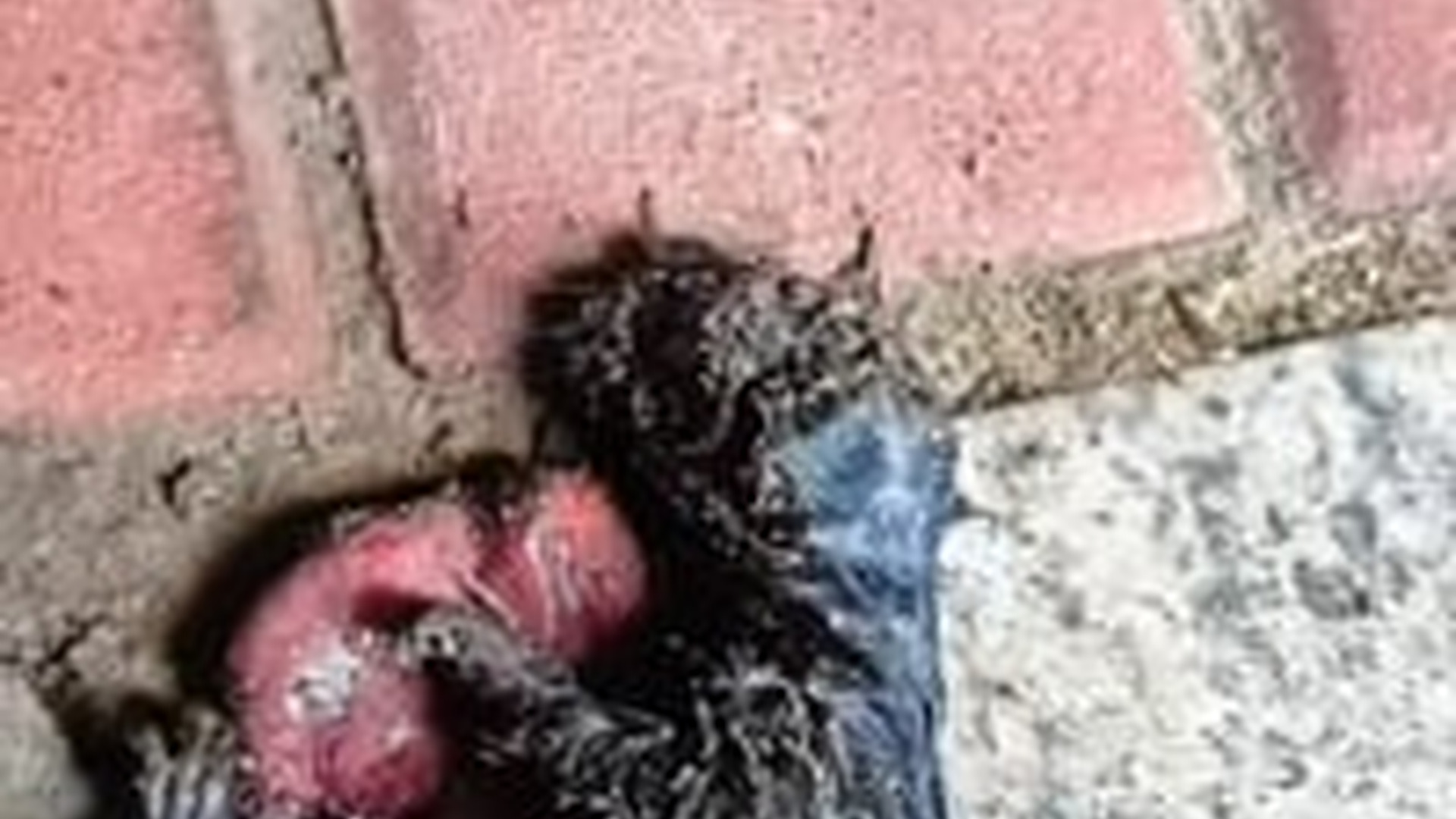 N1203088_This Lucky Dog Finally Found Someone Who Would Not Leave