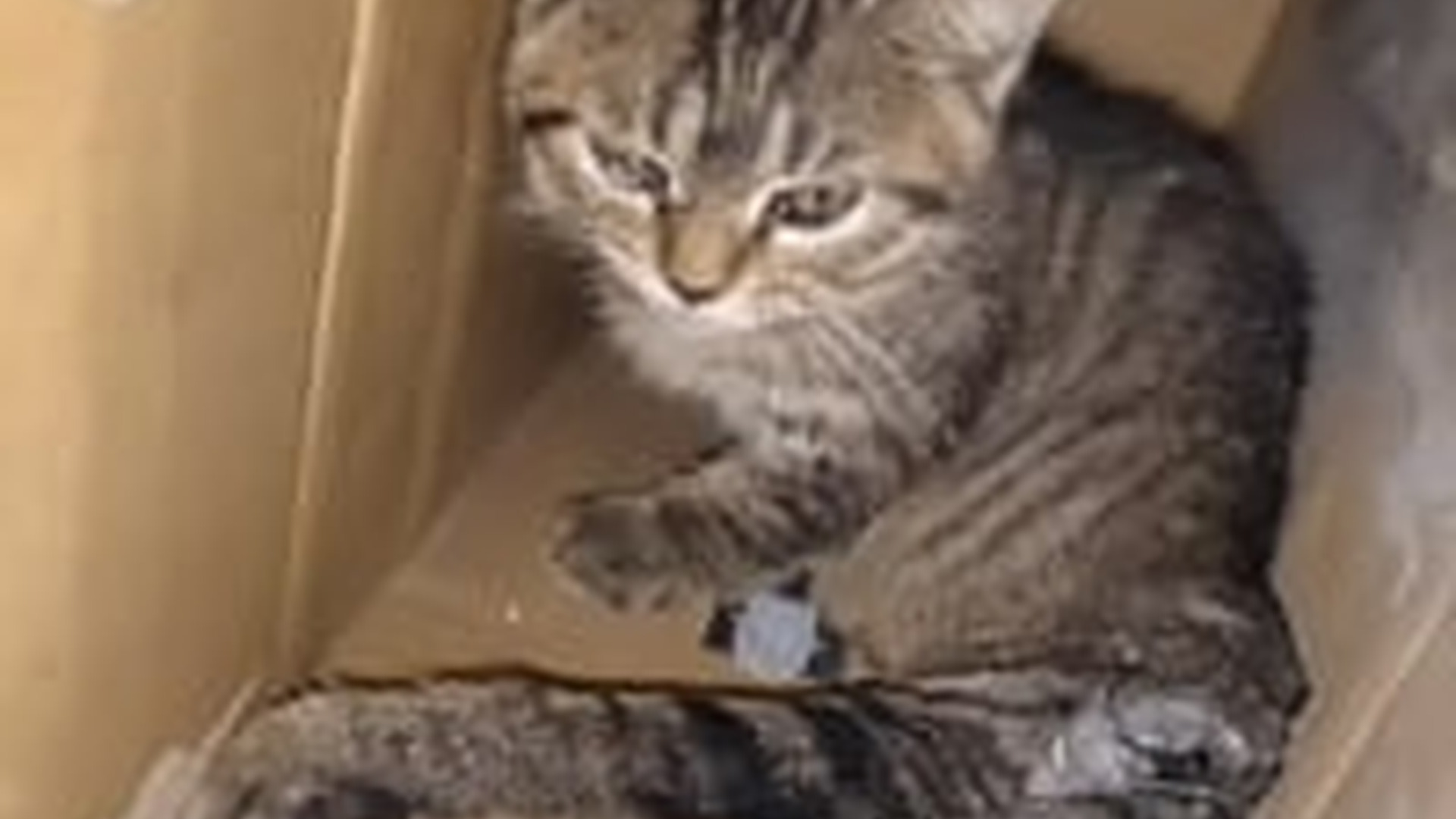 N1203098_This Little Cat Finally Found Safety After So Many Hard Days