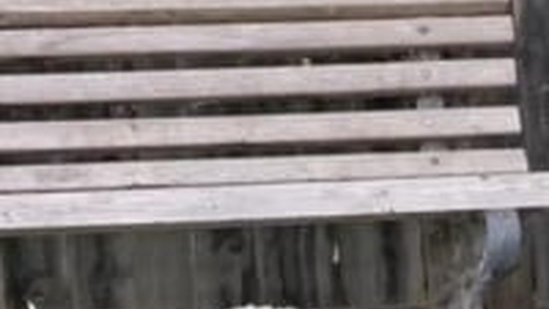 N1203099_This Dog Looked So Tired but Never Stopped Waiting