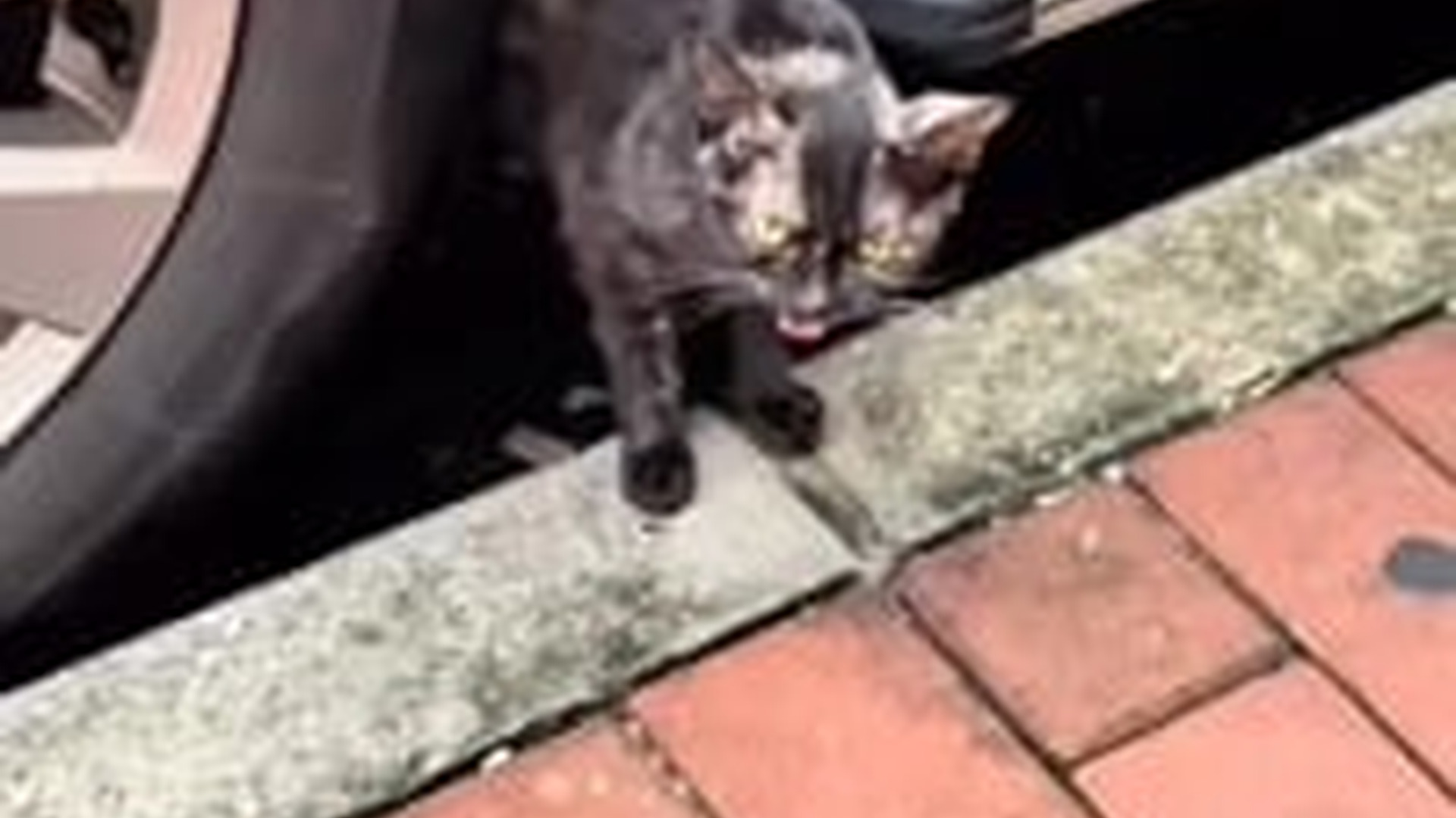 N1203101_This Cat Looked So Scared Until Someone Picked It Up