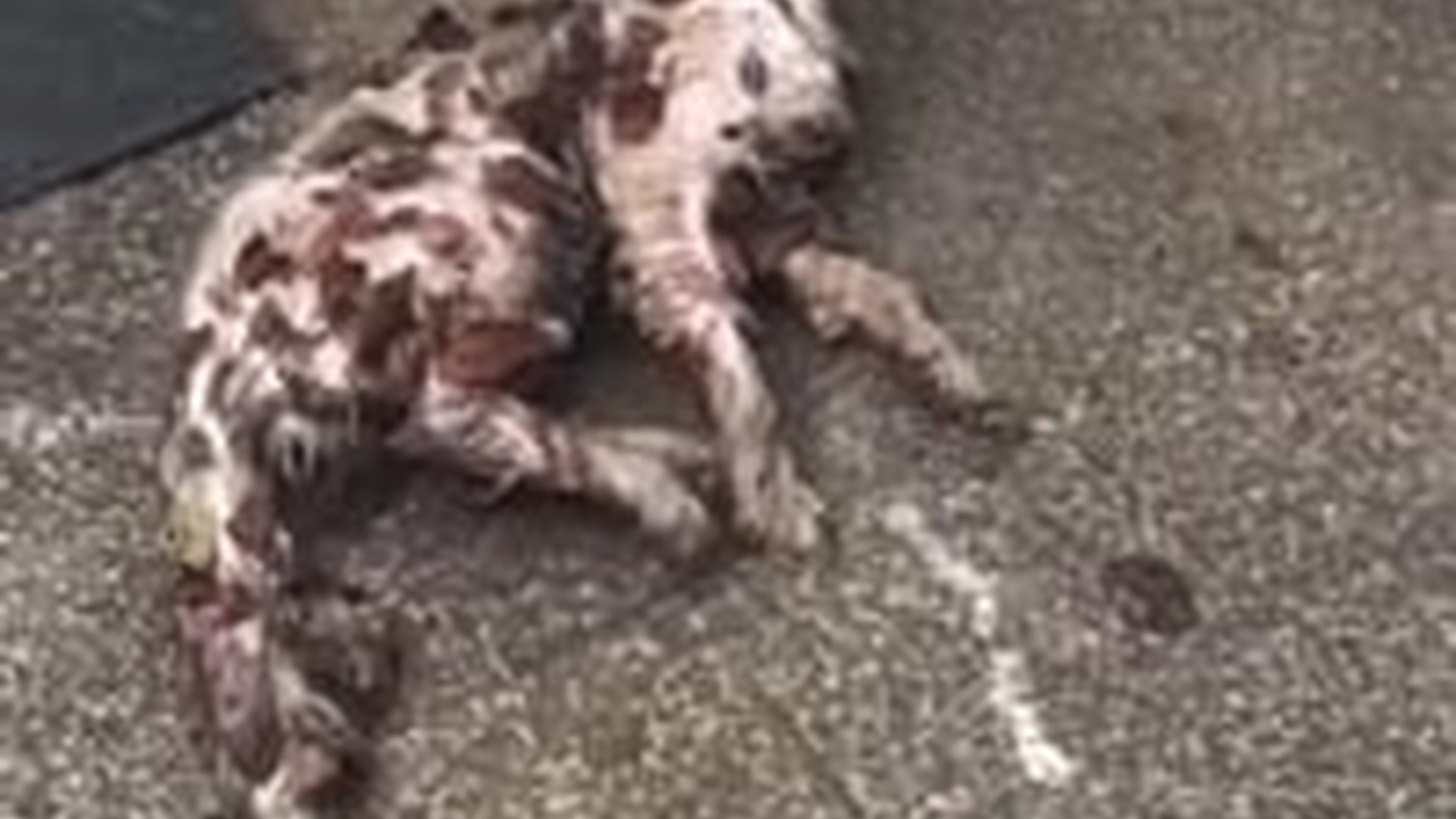 N1203106_A Lonely Cat Found a Friend When It Needed One Most