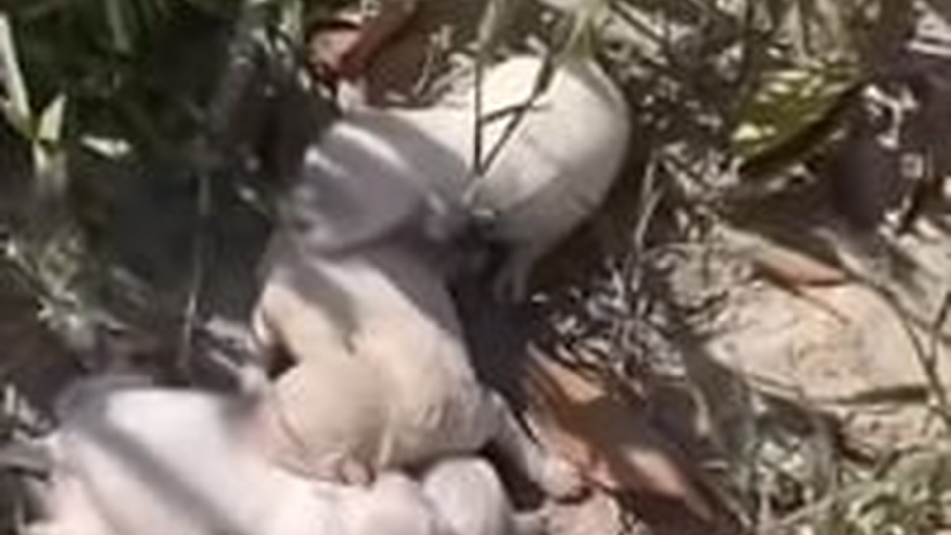 N1203107_Can You Take Care of This Puppy Who Has No One