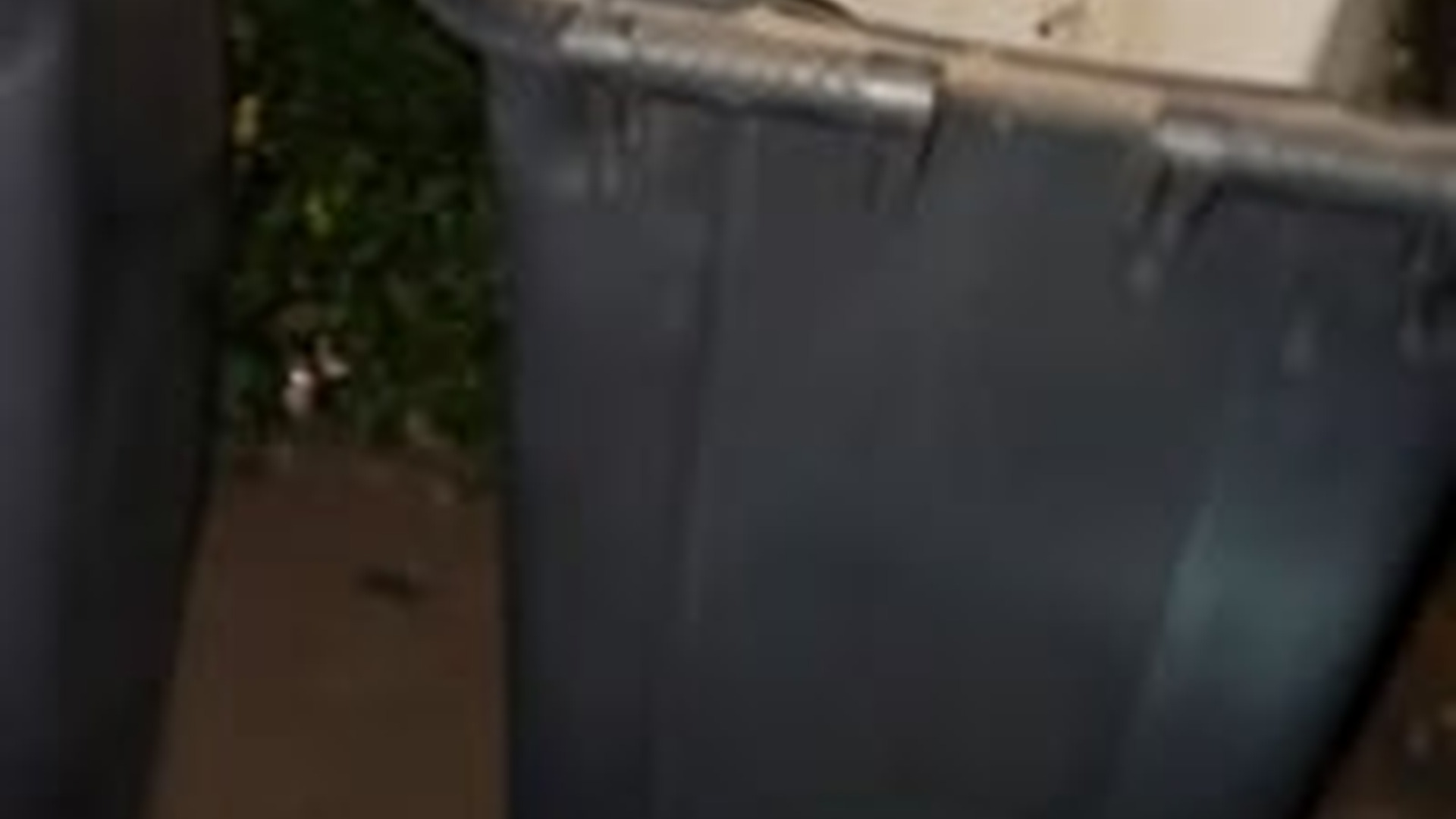 N1203112_We Heard a Noise from the Trash Can and Found a Life Inside