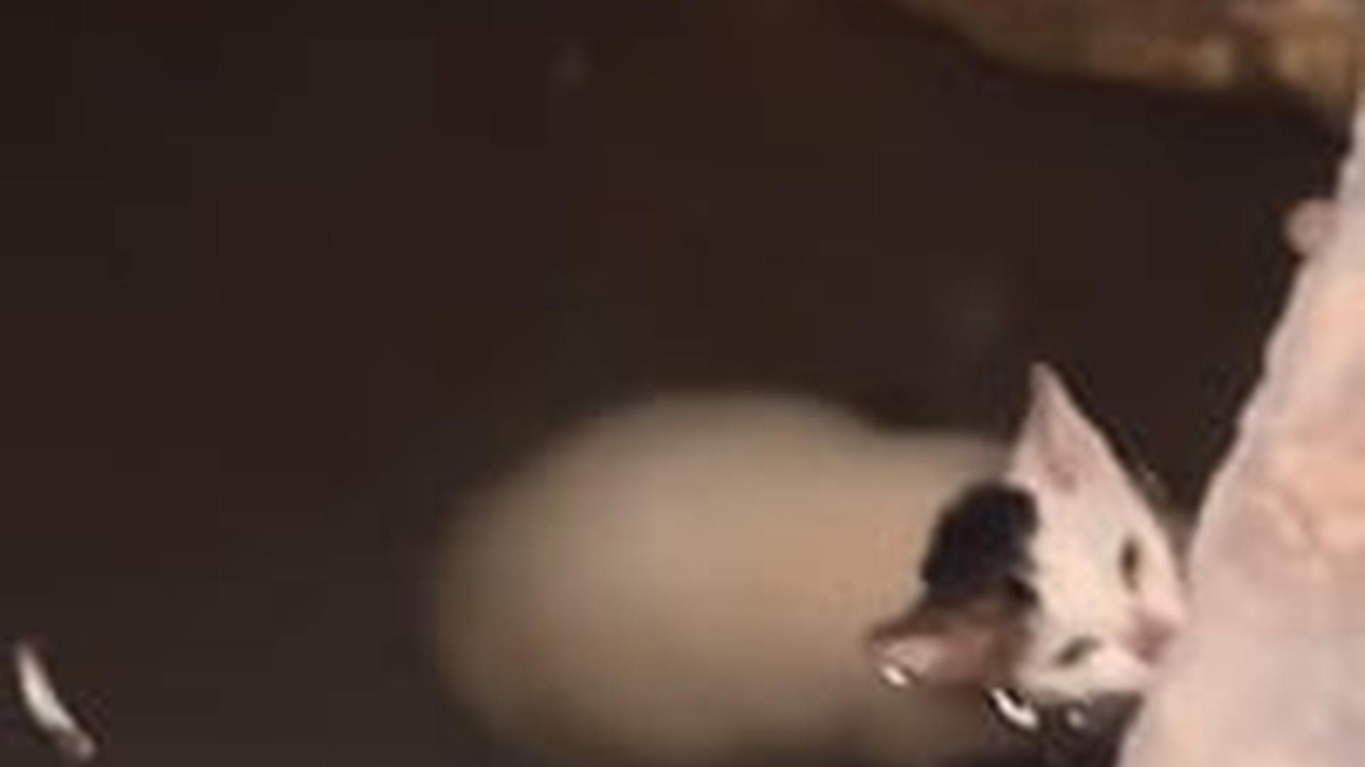 N1203094_A Cat Fell Into the Water and Was Saved at the Last Moment