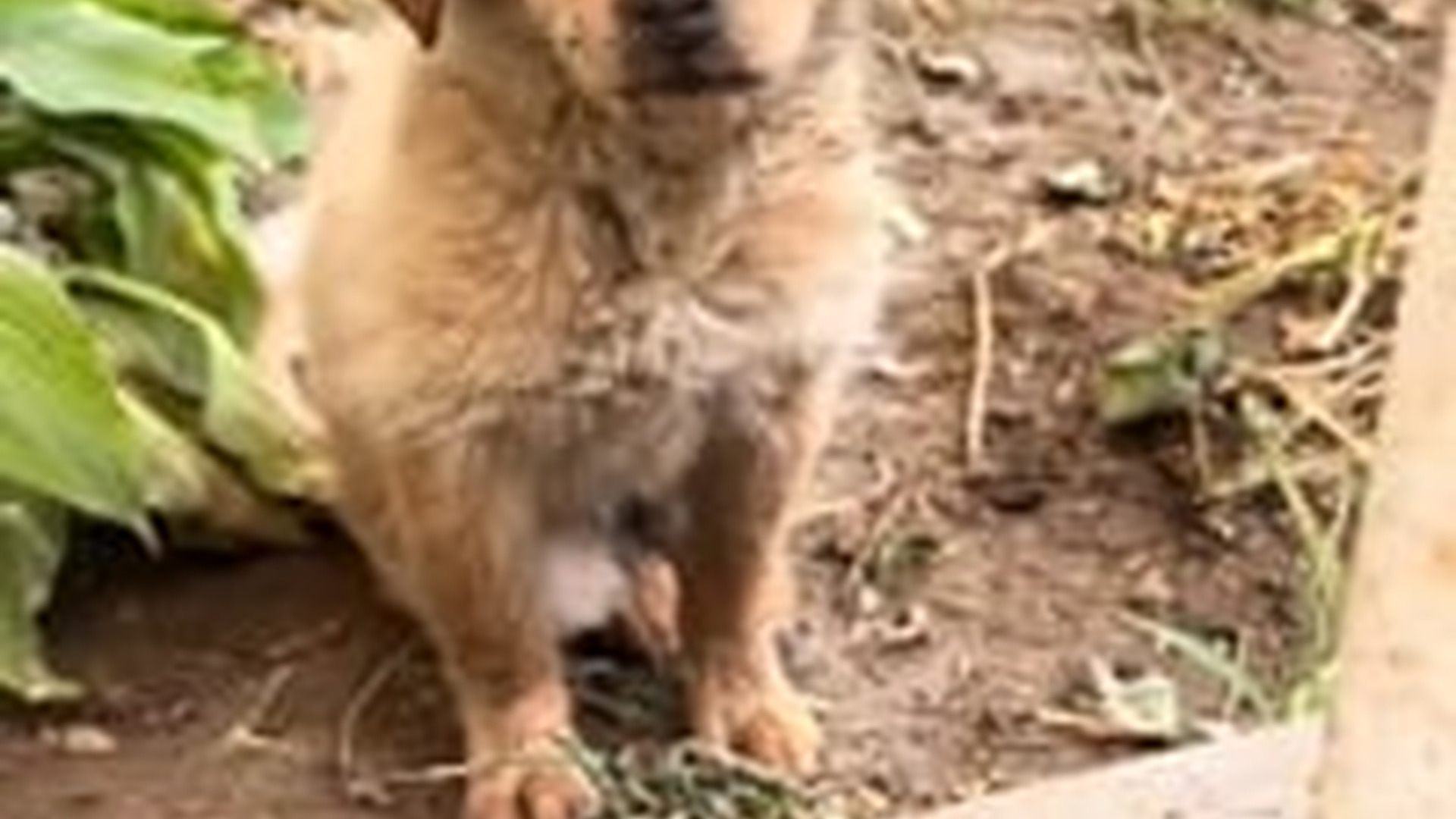 N1303050_Sick Rescue Dog Fought Hard To Survive And Finally Got Help #dogrescue #animalrescue