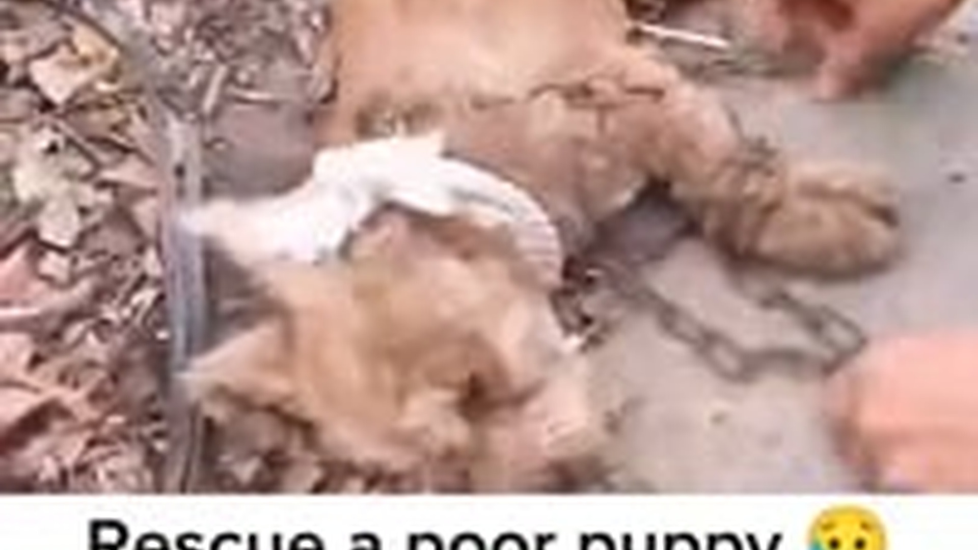 N1303053_Every Animal Deserves A Chance To Live Safe #animalrescue #helpanimals