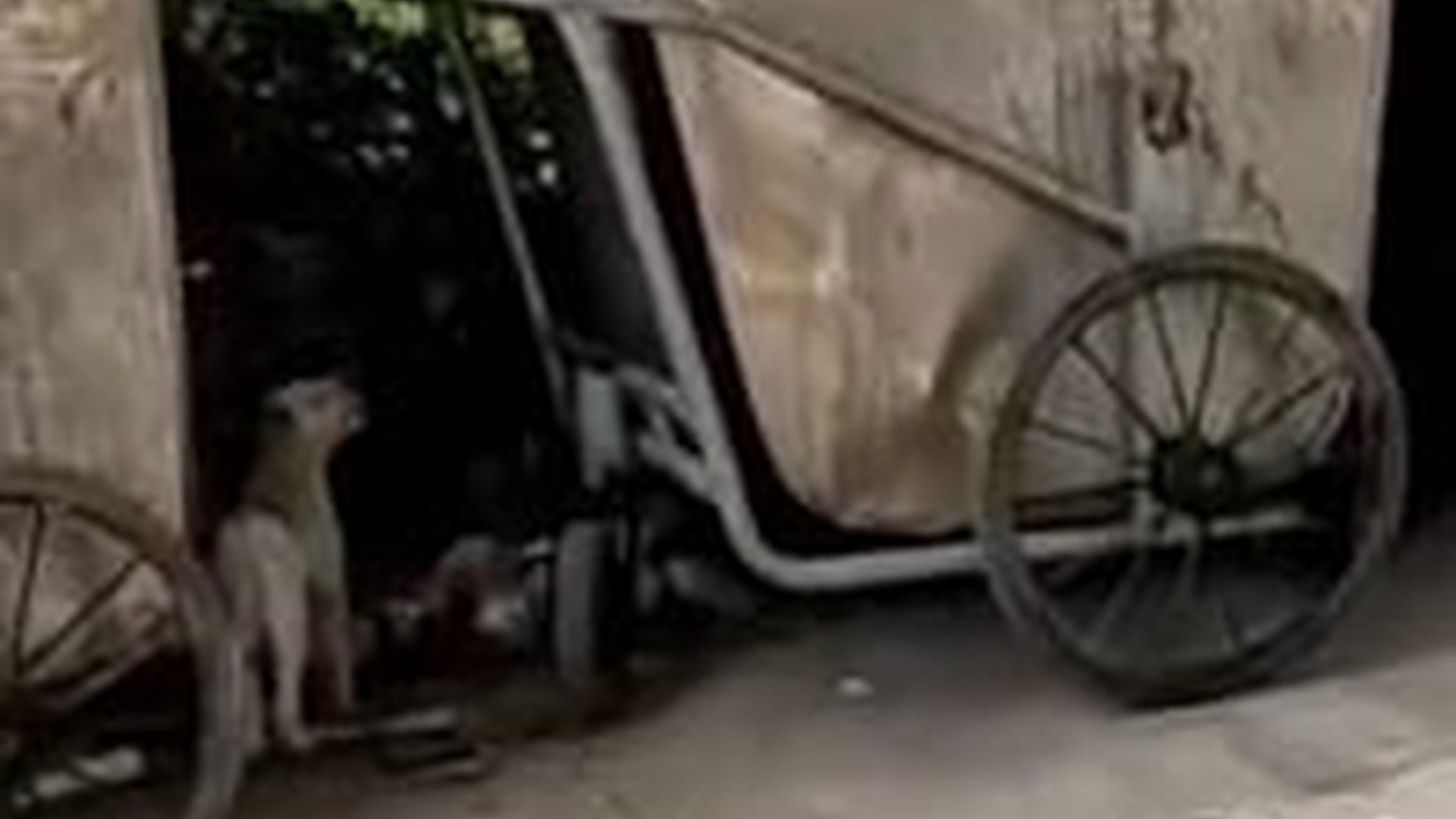 N1303054_Abandoned Dog Finally Found A Girl Who Loved Him #dogrescue #saveanimals