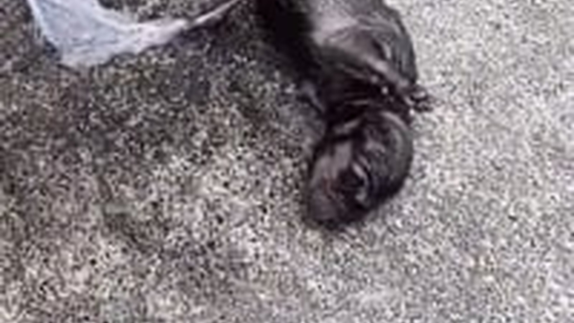 N1303055_Newborn Puppies Were Thrown Away Before They Even Opened Eyes #puppyrescue #animalrescue