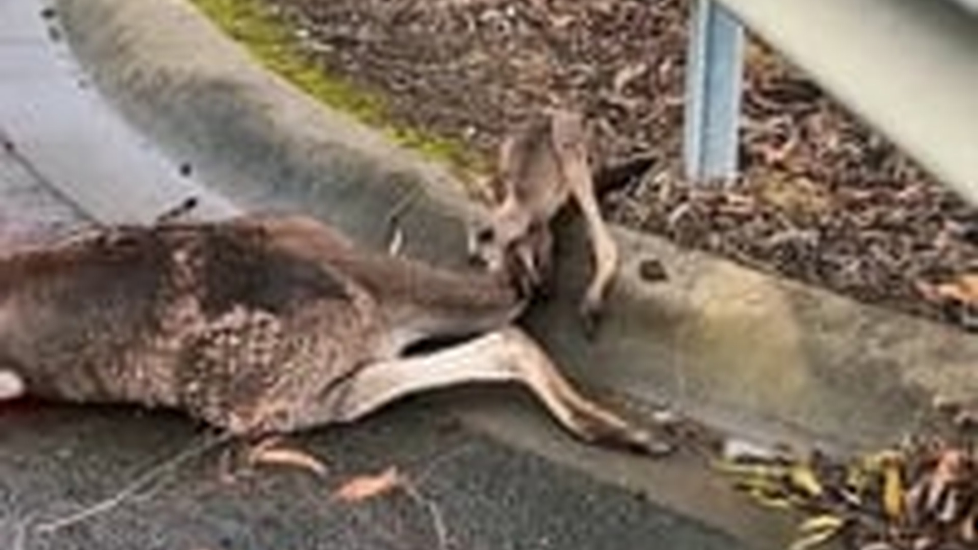 N1303061_Baby Kangaroo Survived After Losing Its Mother #wildliferescue #animalrescue