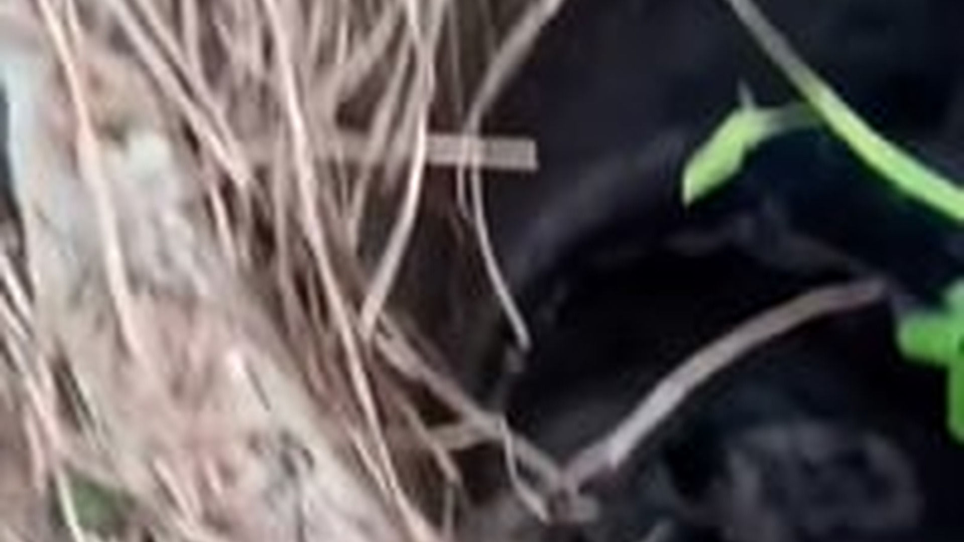 N1303063_Little Puppy Was Saved Just In Time Before It Was Too Late #puppyrescue #animalrescue