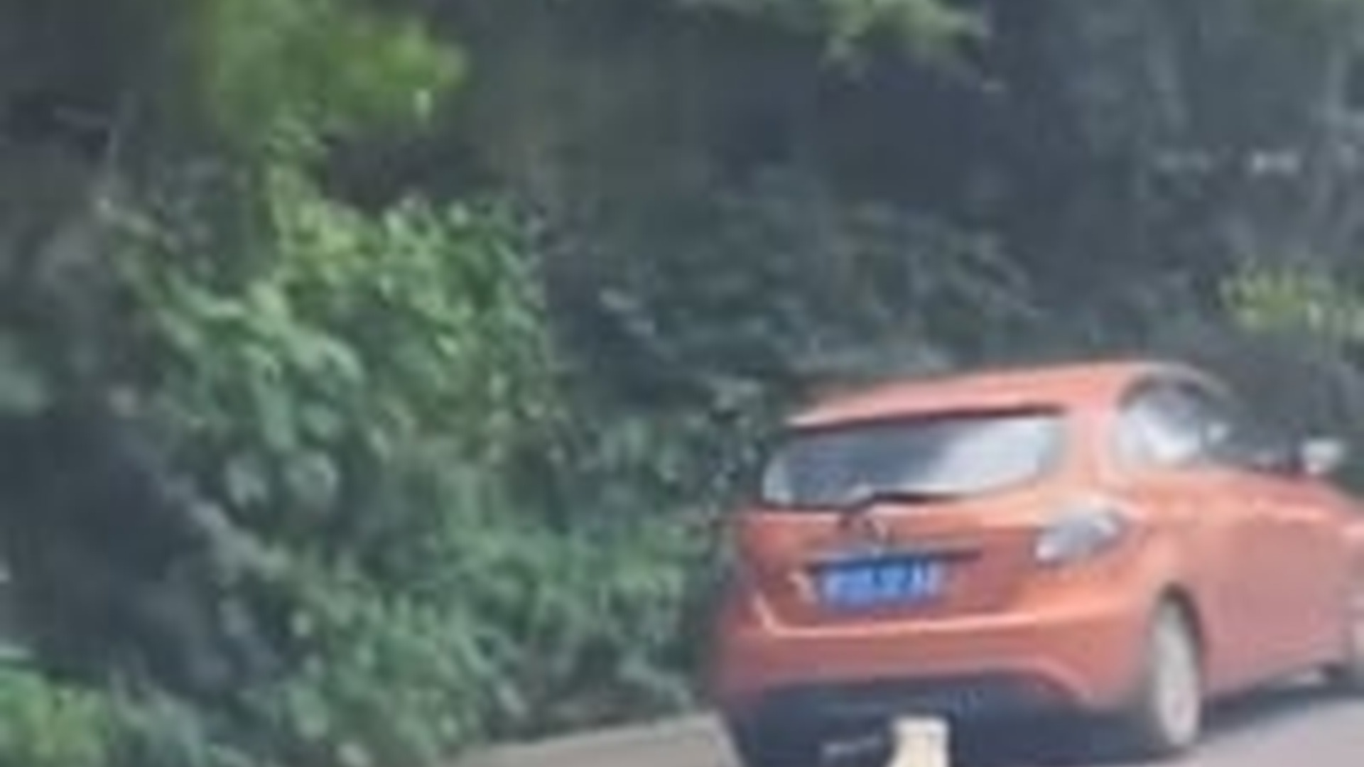 N1303074_Little Dog Was Abandoned By Owner But Still Waiting For Love #dogrescue #animalrescue