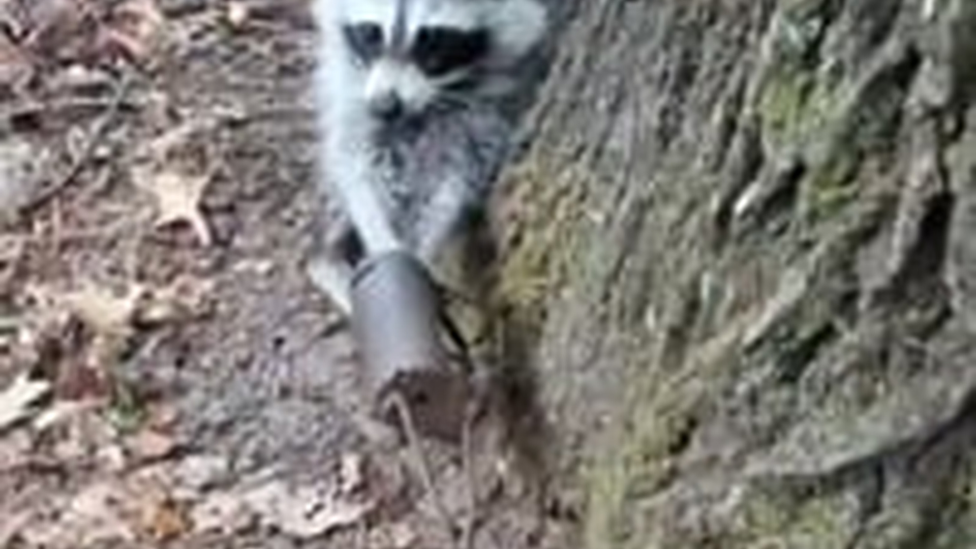 N1303076_Raccoon Was Trapped With No Way Out Until Rescue Came #animalrescue #wildliferescue