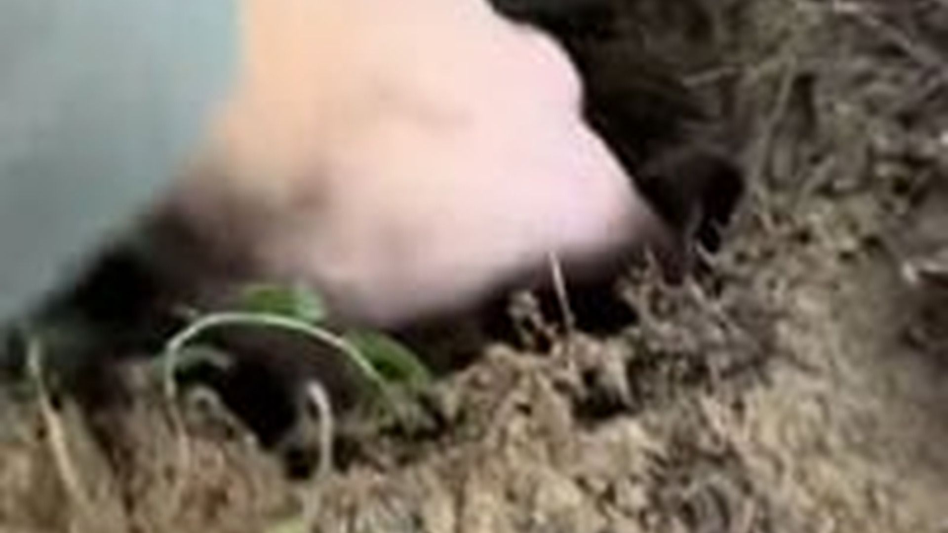 N1303077_One Man Could Not Walk Away So He Saved This Dog #rescuedog #animalrescue