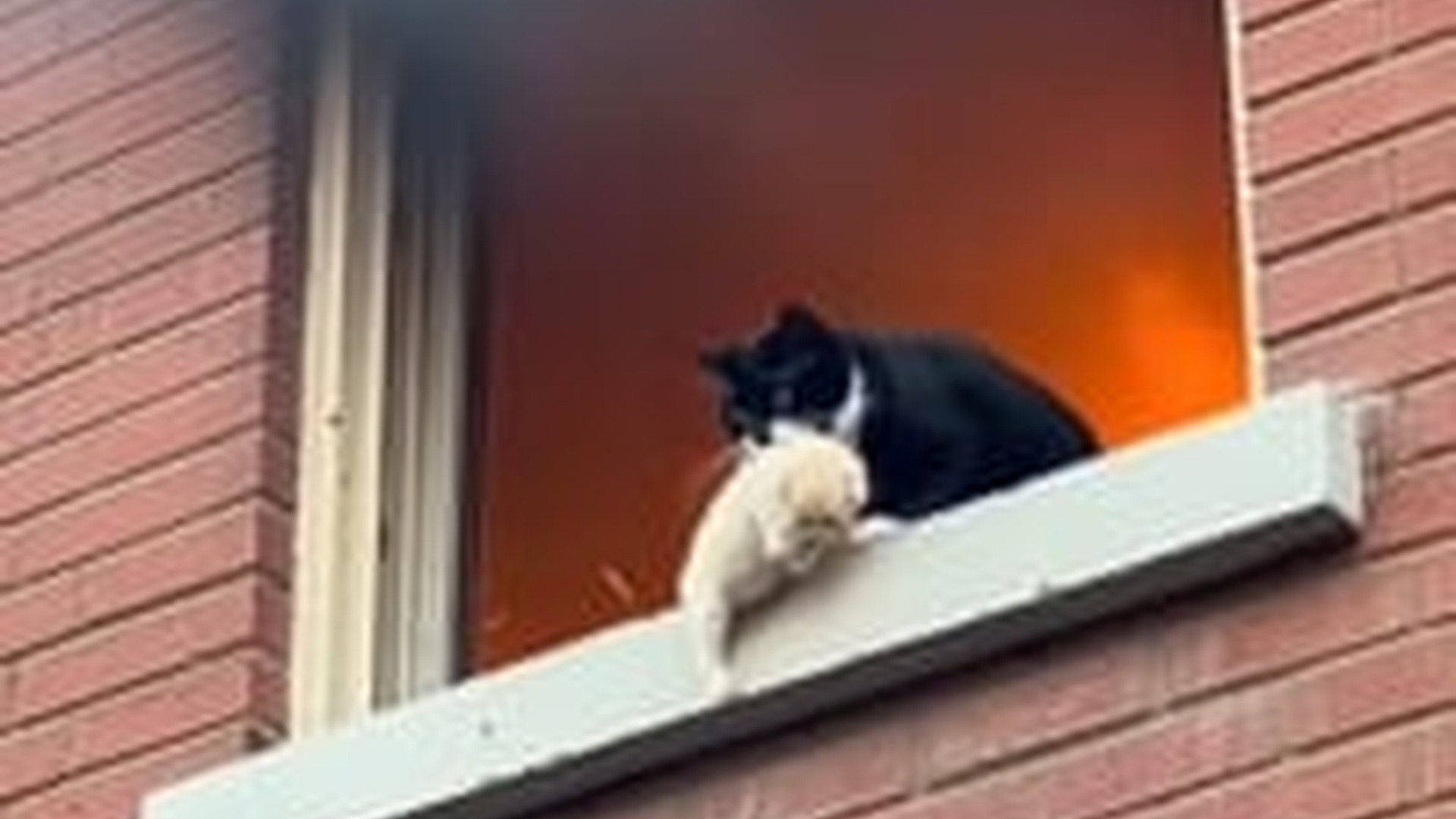 N1703033_Brave Cat Carried Tiny Kitten To Safe Place #catrescue #animalrescue