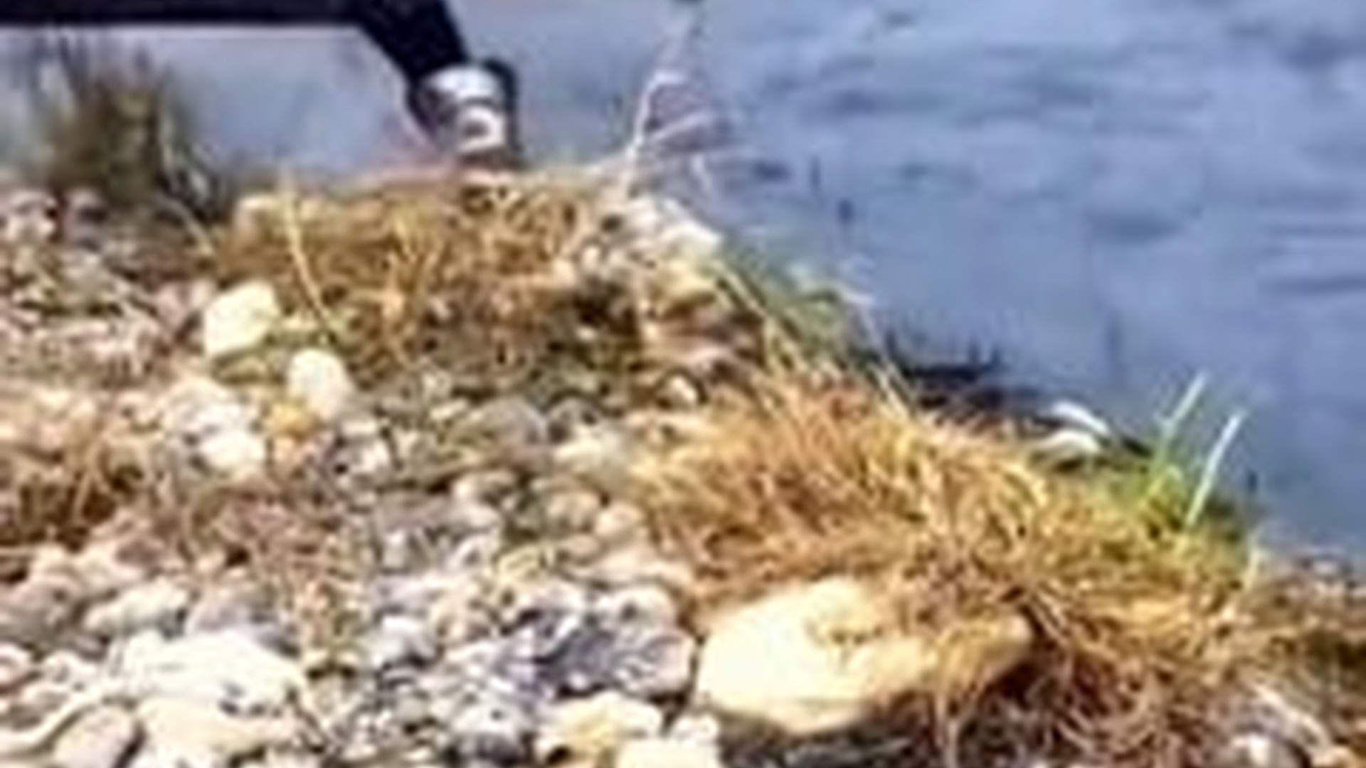 N2703102_Little Dog In Distress Trembled In Fear While Waiting For Someone To Save It #rescuedog #saveanimals