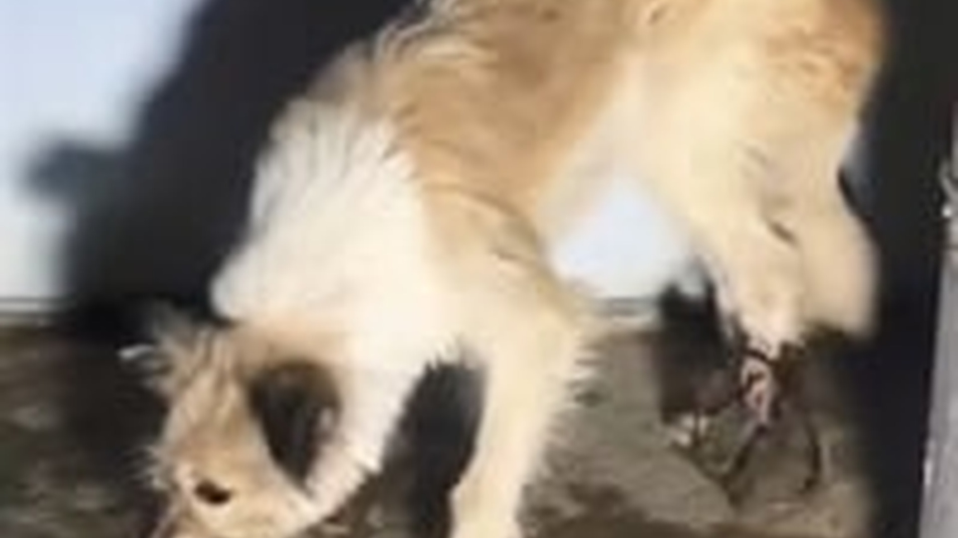 N2703105_From A Cage Of Despair This Helpless Animal Finally Stepped Into A World Filled With Love #animalrescue #saveanimals