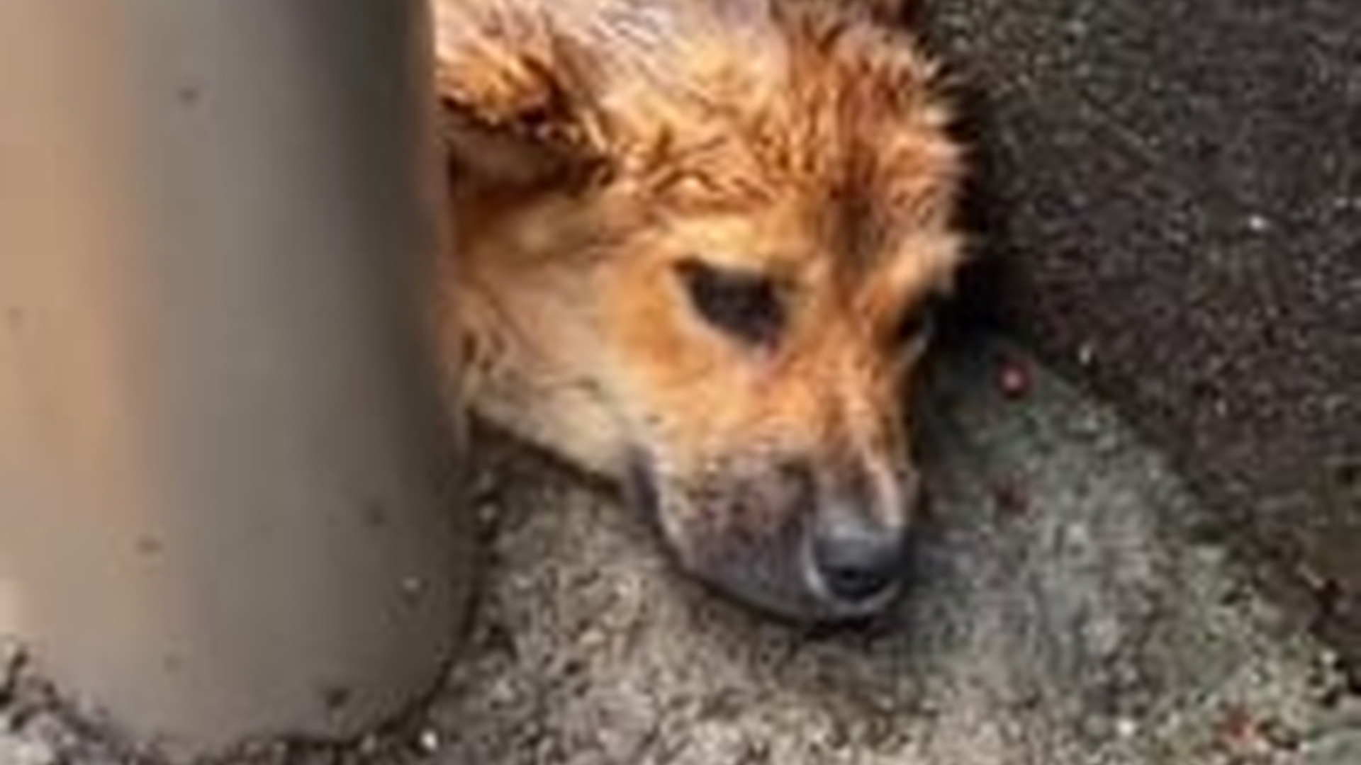 N2703106_He Arrived Broken And Afraid But Love And Care Slowly Brought Hope Back Into His Life #animalrescue #saveanimals