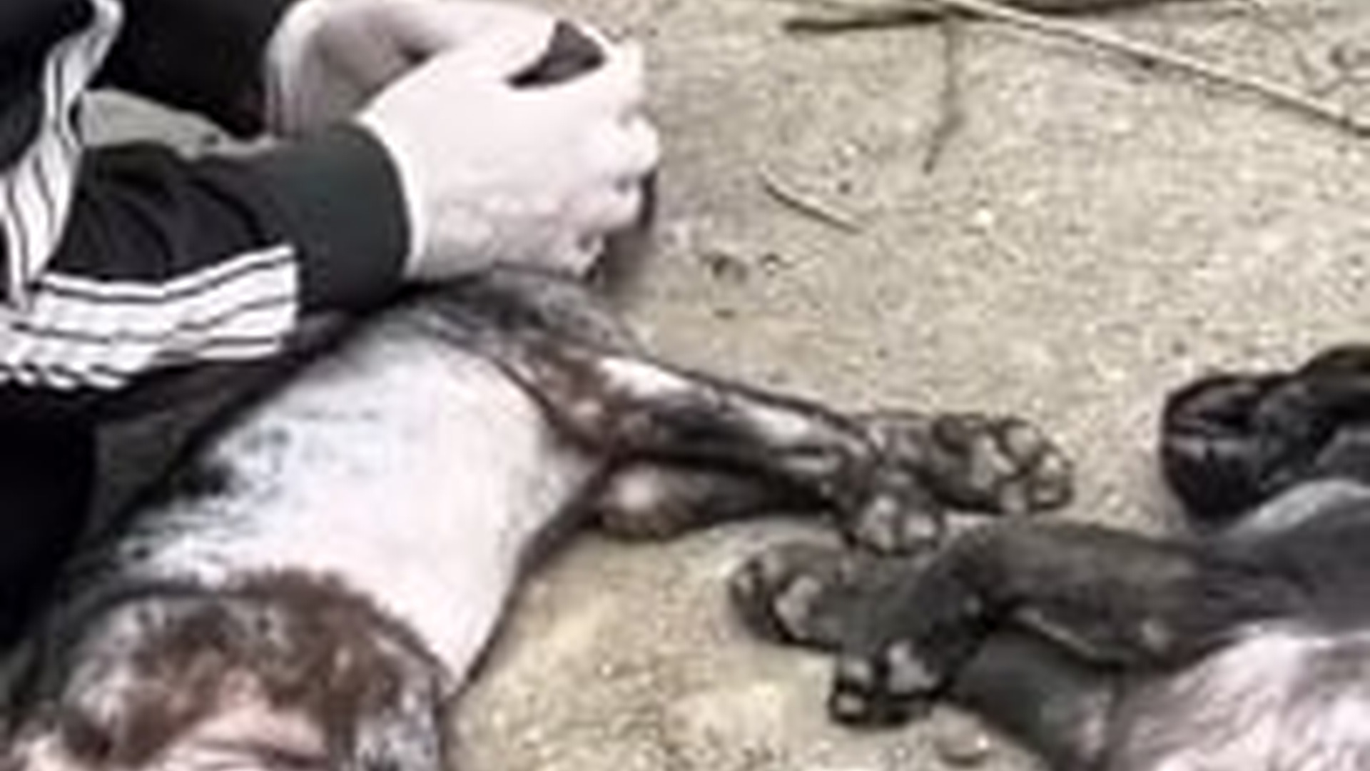 N2703107_From Dumpster Survival To A Dream Life This Rescued Animal Finally Found Safety And Love #animalrescue #rescuedog