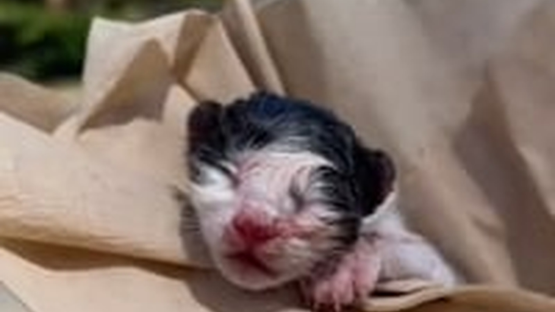 N2703108_Newborn Kitten Abandoned Alone In The Park Was Found Just Before It Was Too Late #rescuedcat #animalrescue