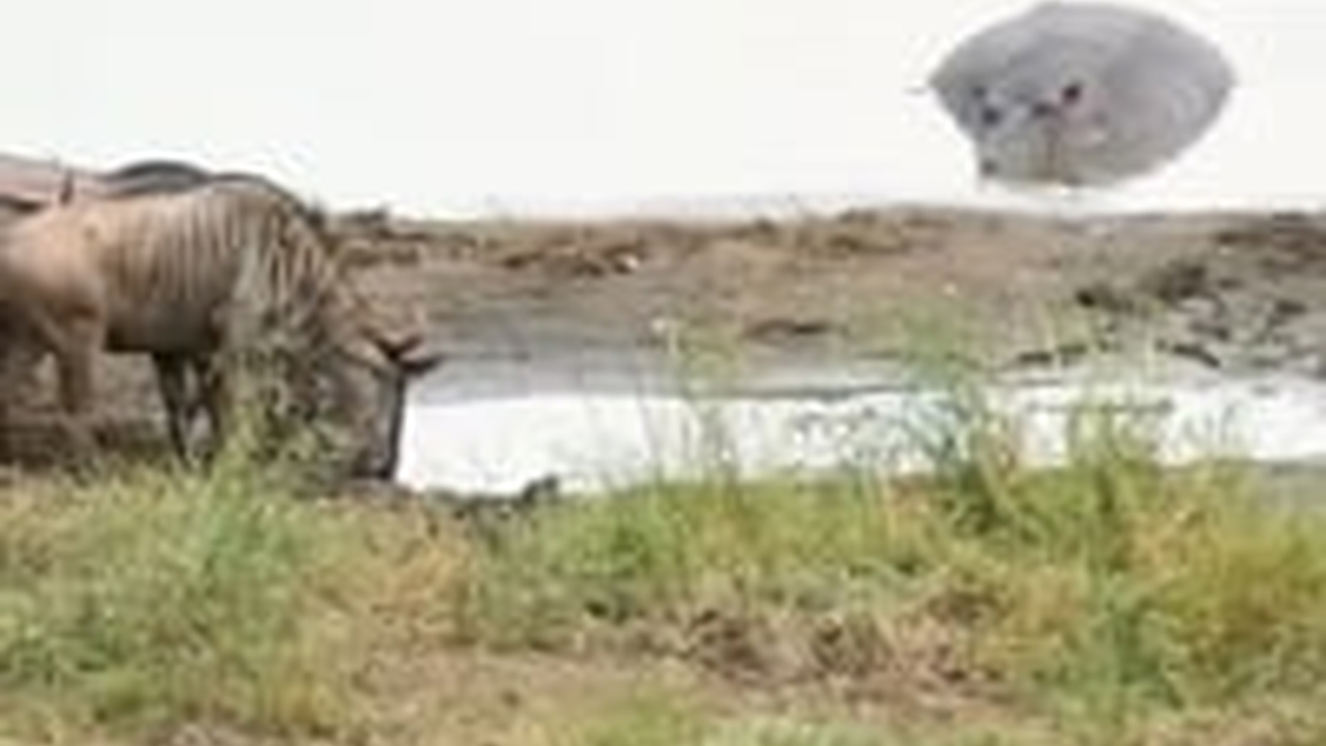 N2703109_Wildebeest Escaped Danger With Unexpected Help From A Nearby Hippopotamus #animalrescue #wildlife