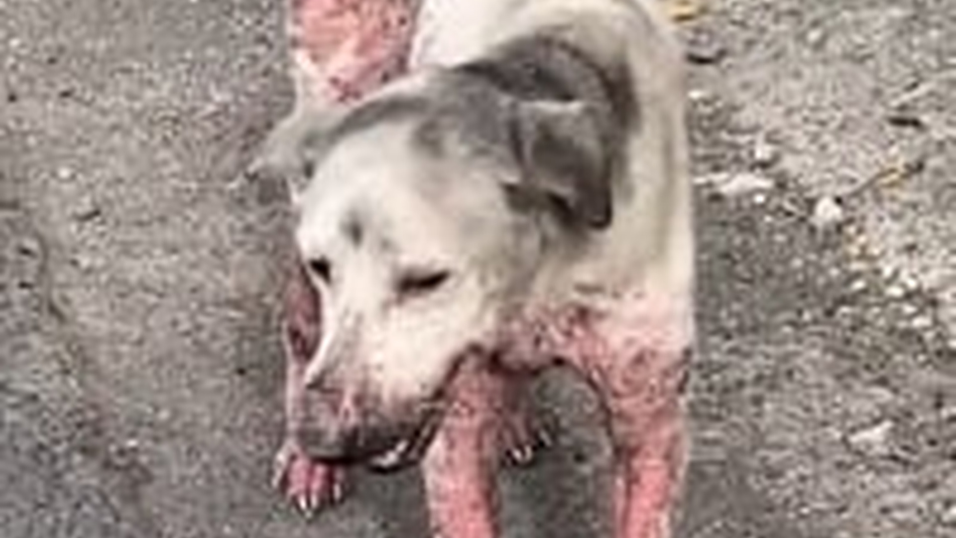 N2703110_Process Of Rescuing An Abandoned Dog Revealed A Heartbreaking Story Of Survival #rescuedog #animalrescue