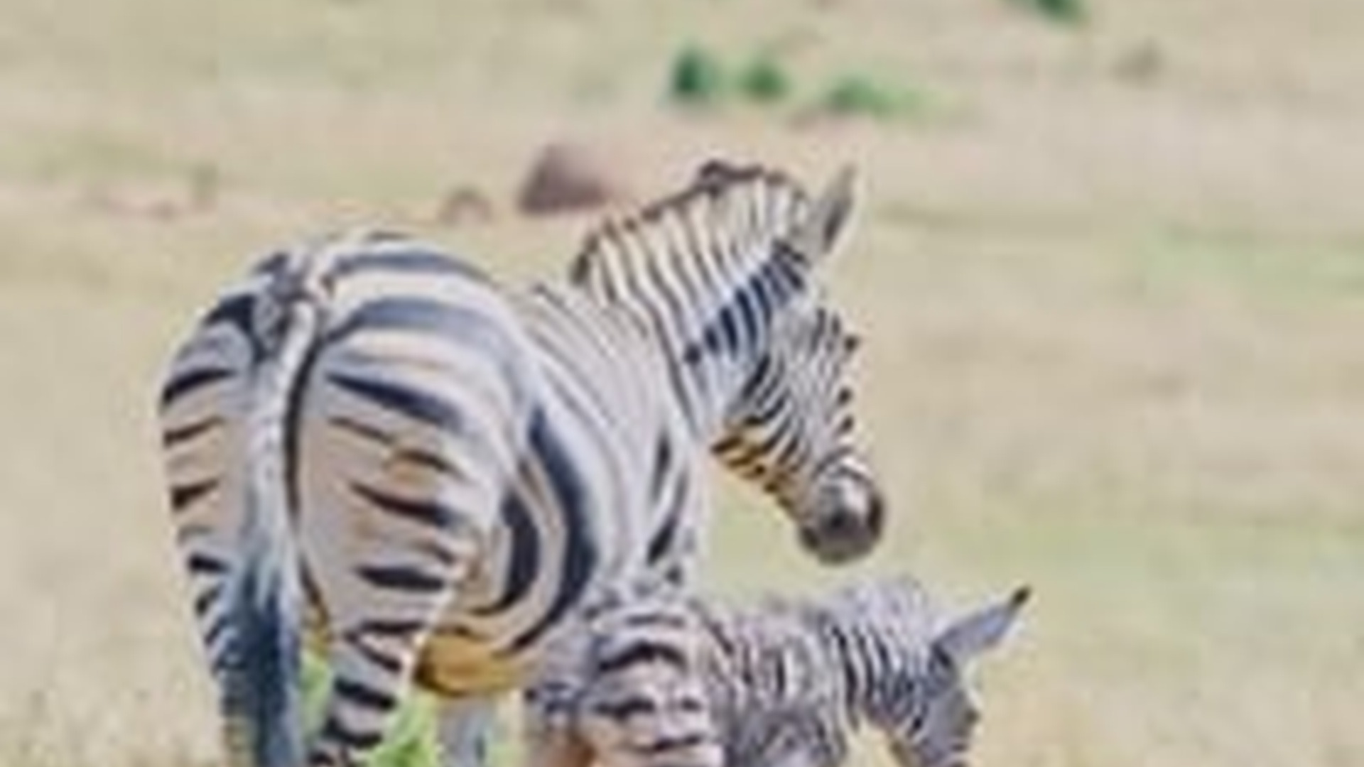 N2703111_Mother Zebra Fought To Protect Her Baby #wildliferescue #animalrescue