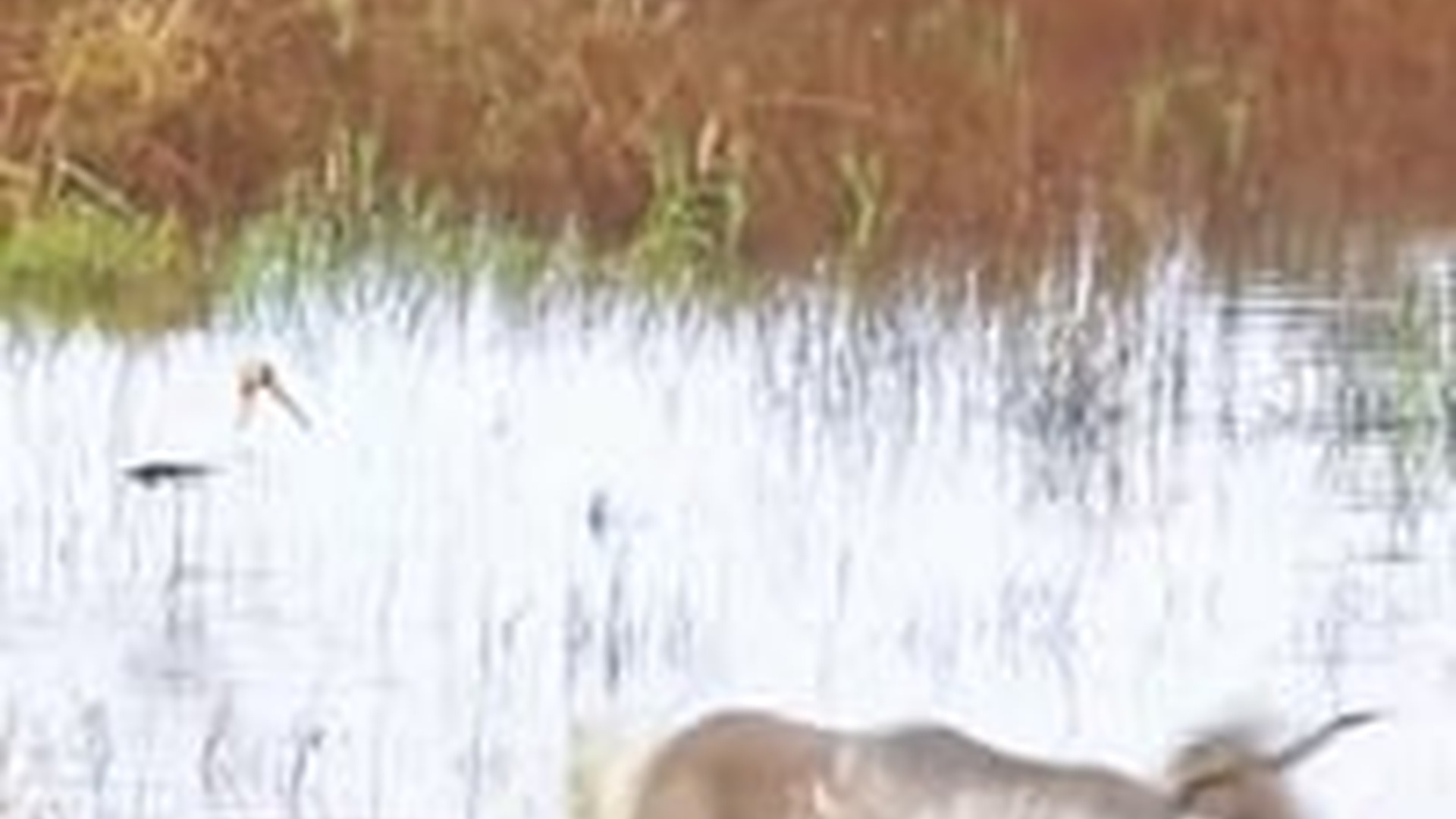 N2703112_Little Deer Needed Help To Stand Again #wildliferescue #animalrescue