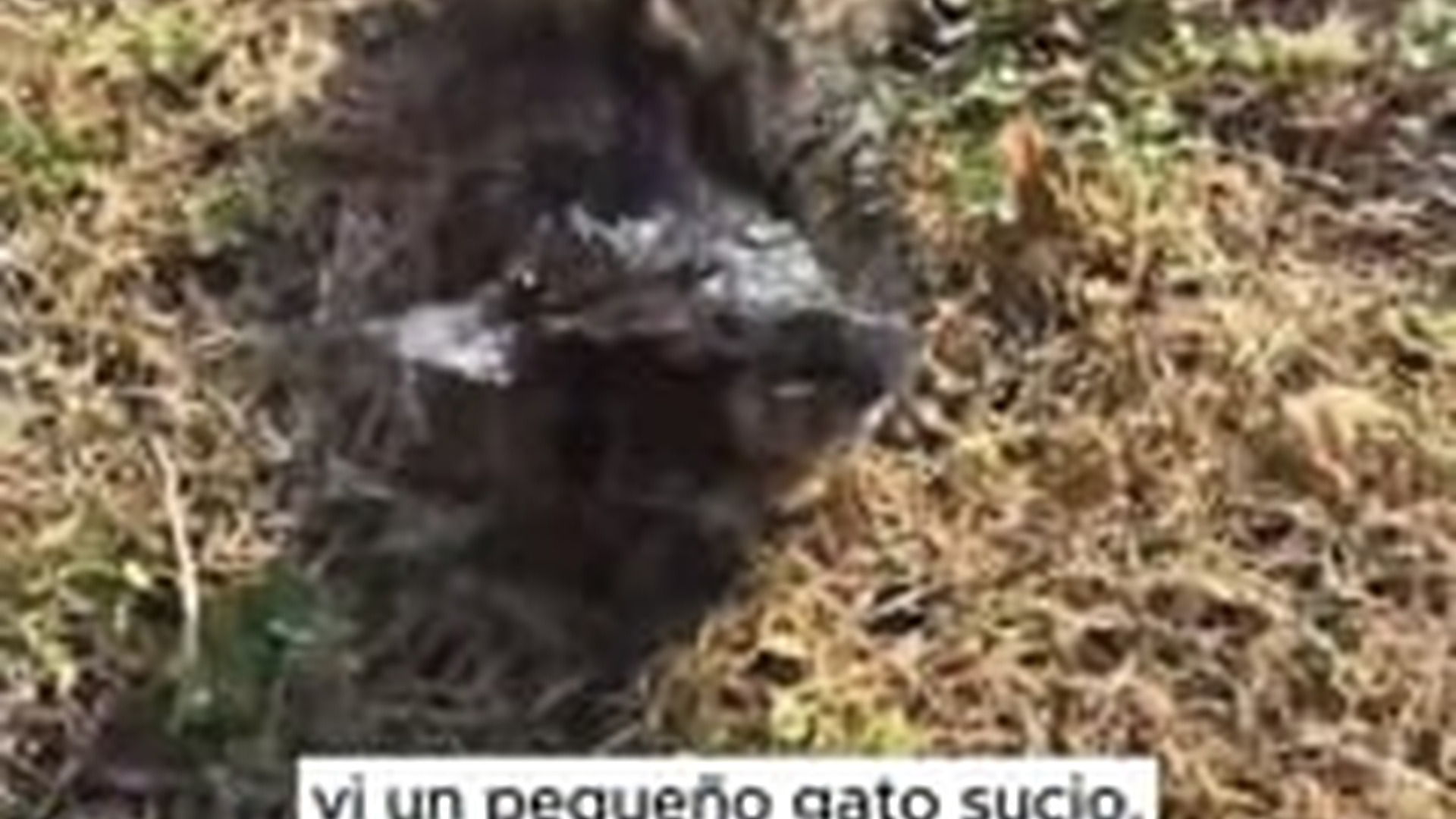 N2703114_Tiny Kitten Found Alone Needed Urgent Help #catrescue #saveanimals