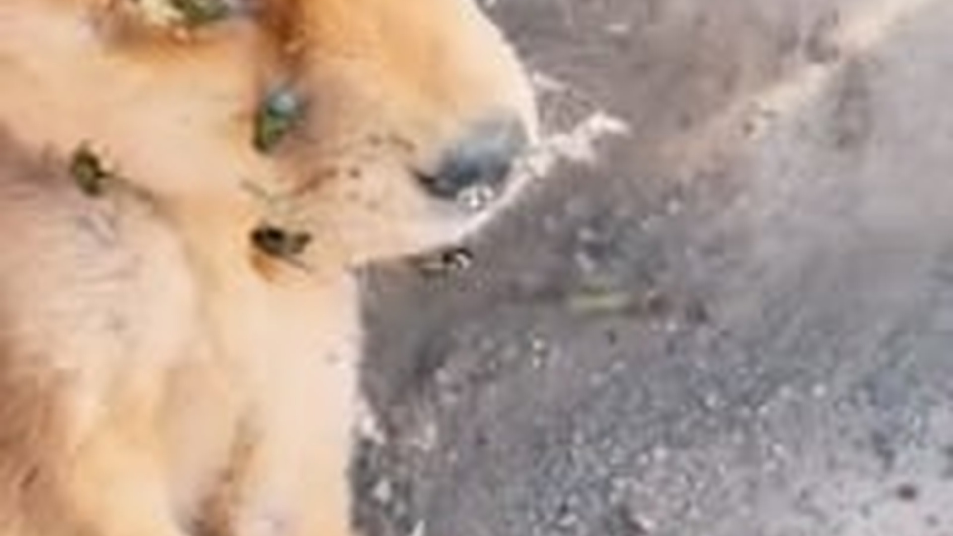 N2703117_Dying Puppy Covered In Flies Was Saved #dogrescue #animalrescue