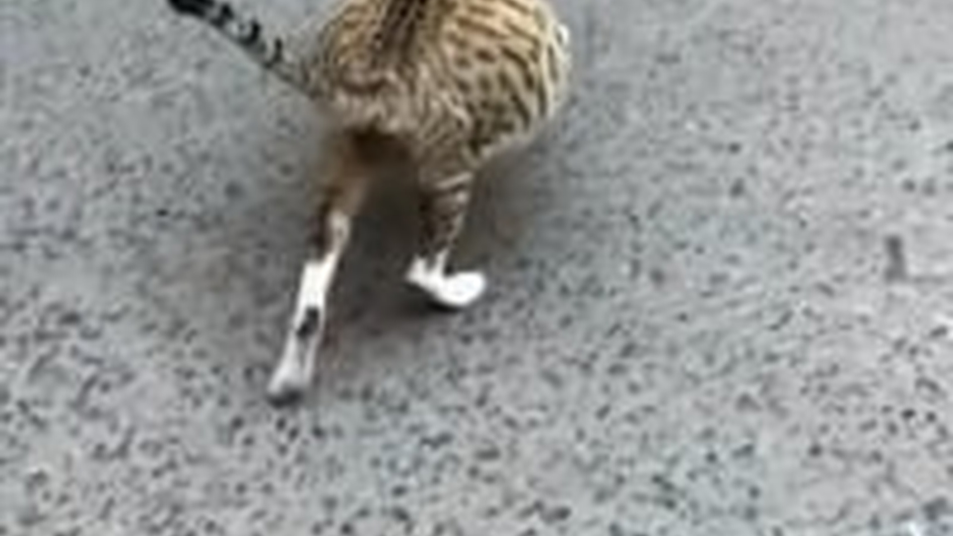 N2703123_Pregnant Stray Cat Needed Help Before Giving Birth #catrescue #animalrescue