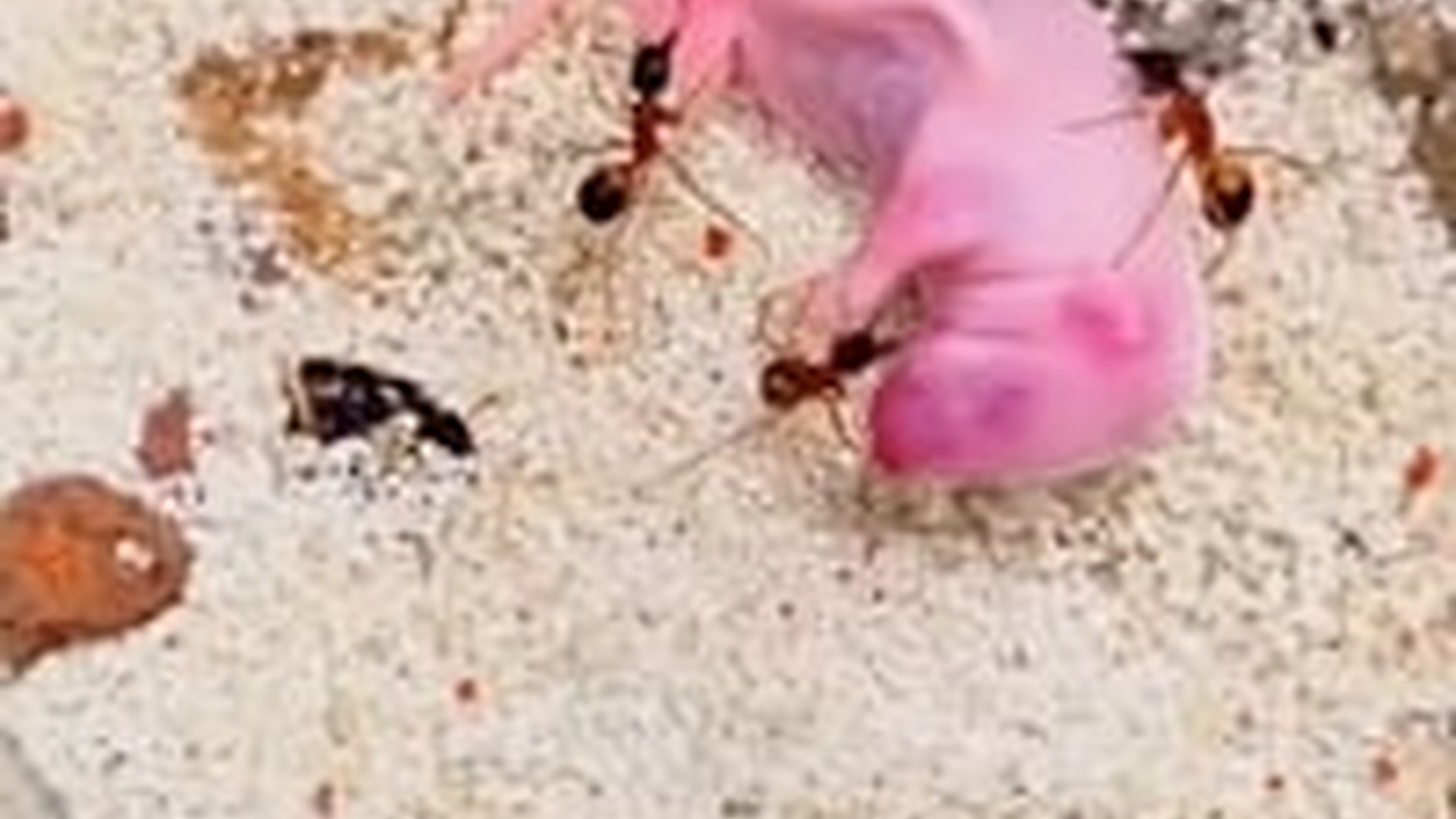 N3003004_Newborn Squirrel Abandoned Needed Urgent Help #wildliferescue #animalrescue