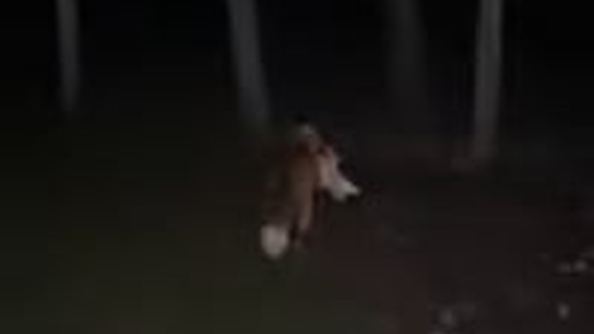 N3003007_Fox Got Stuck While Searching Food And Needed Help #wildliferescue #animalrescue