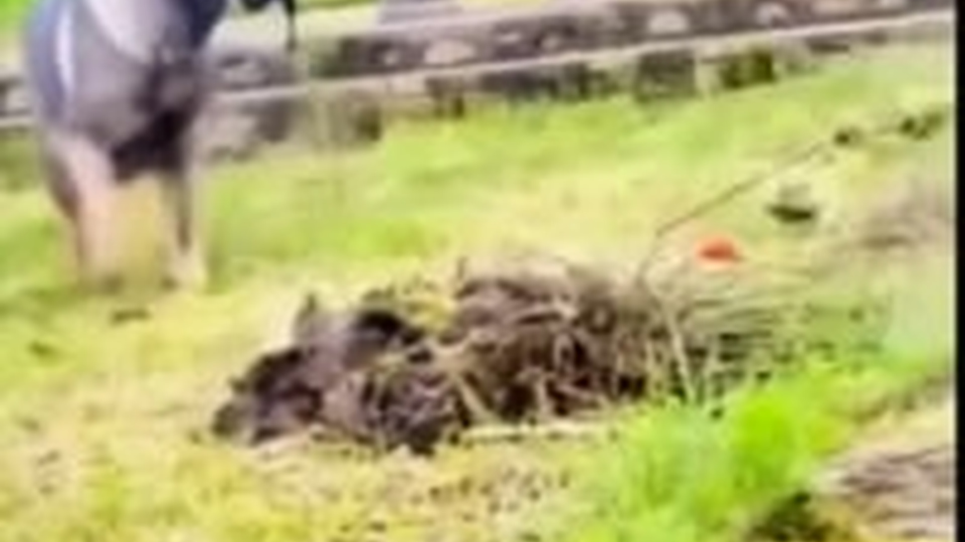 N3003008_Dog Risked Everything To Save Another Dog Life #dogrescue #animalrescue