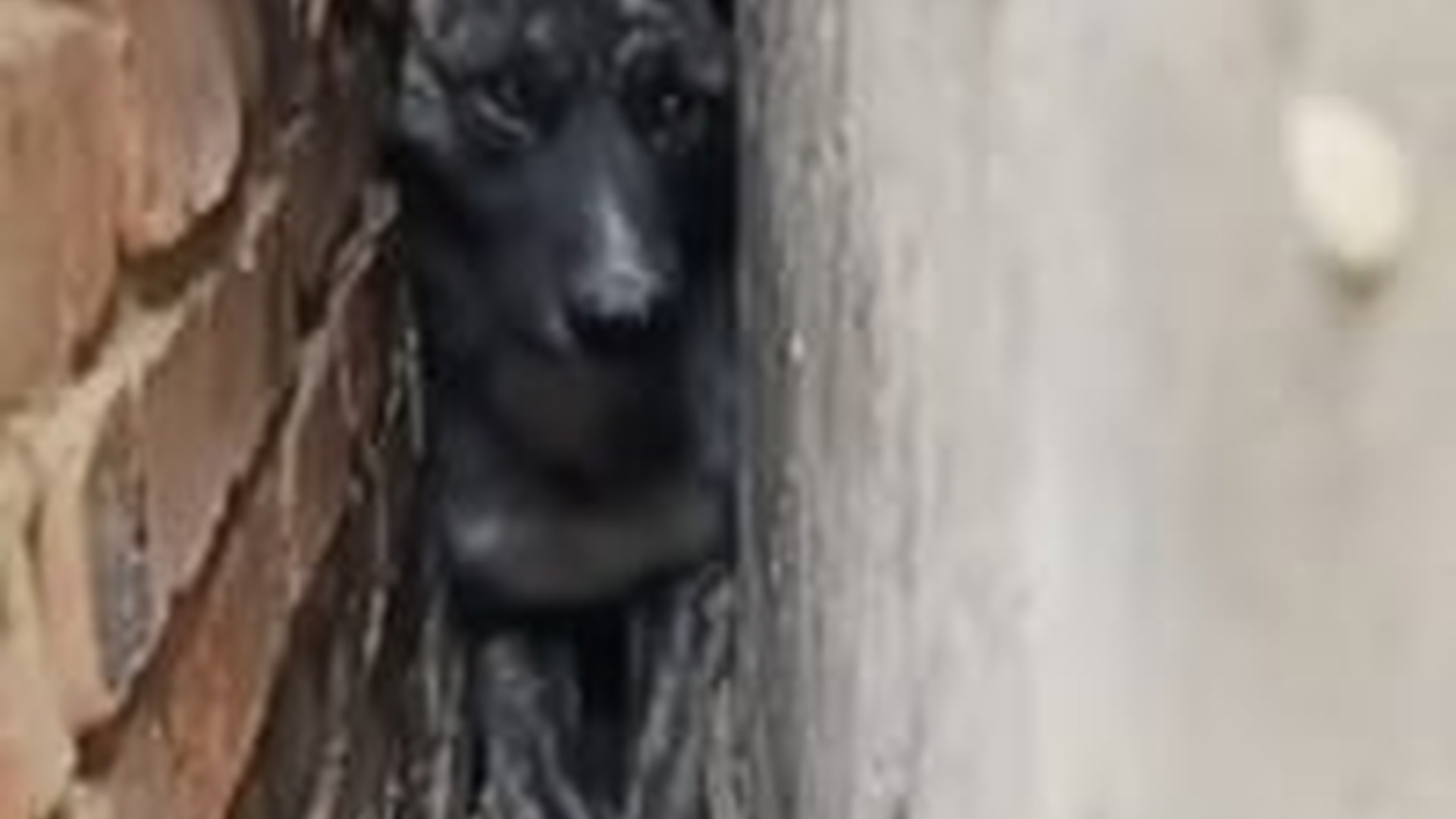 N3003009_Weak Dog Could Not Walk Until Kind People Helped #dogrescue #saveanimals