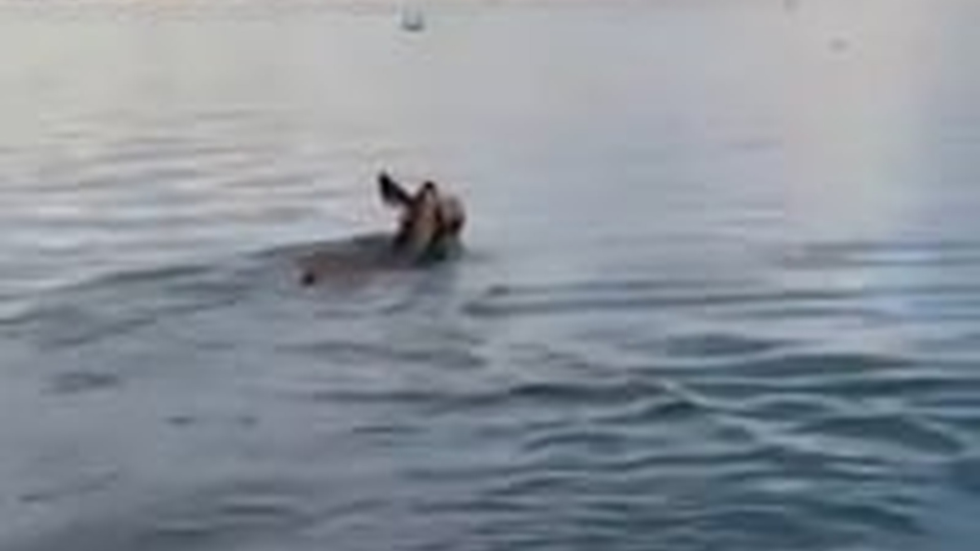 N3003010_Poor Deer Was Saved And Everything Turned Out Well #wildliferescue #animalrescue