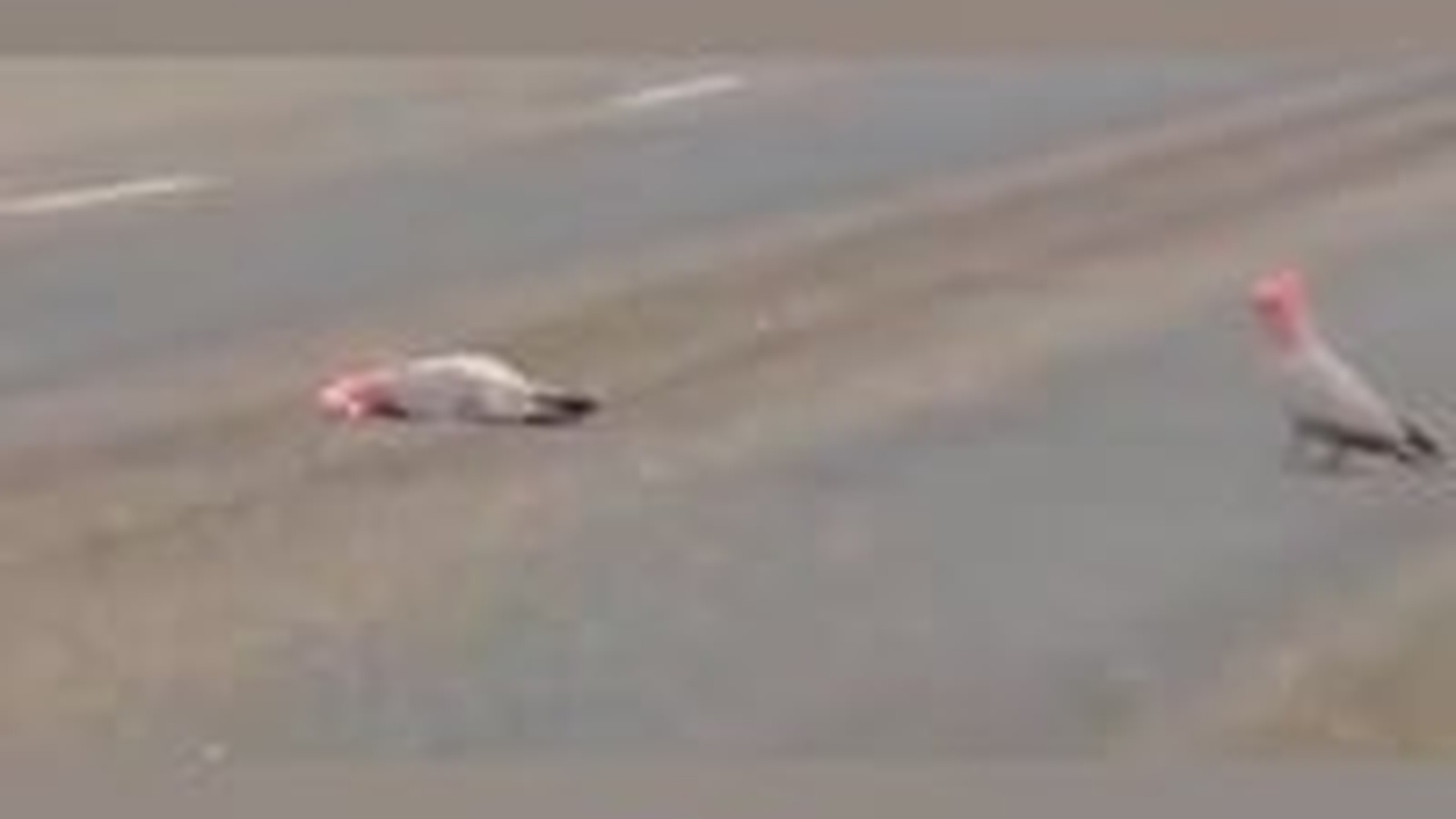 N3003011_Beautiful Act Of Kindness Saved A Life That Day #animalrescue #helpanimals