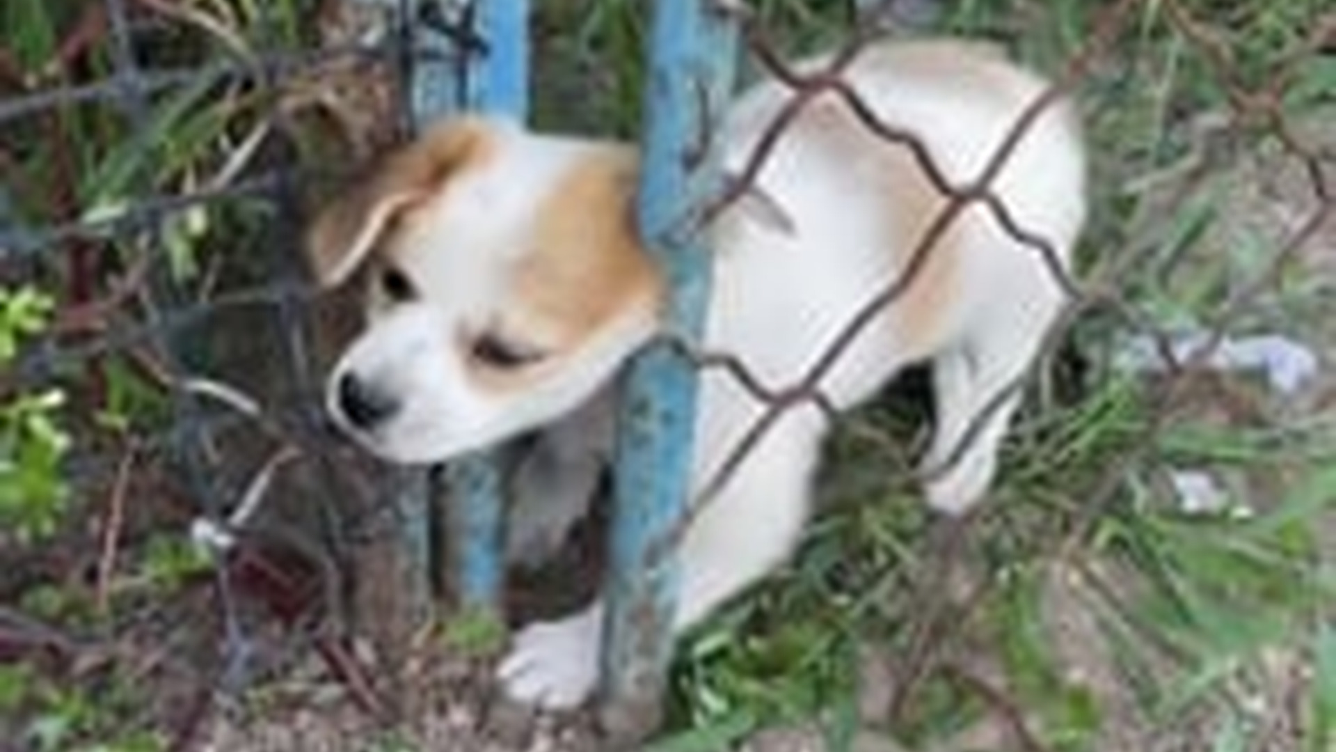 N3003013_Stray Dog Was Waiting For Help On Empty Street #dogrescue #animalrescue