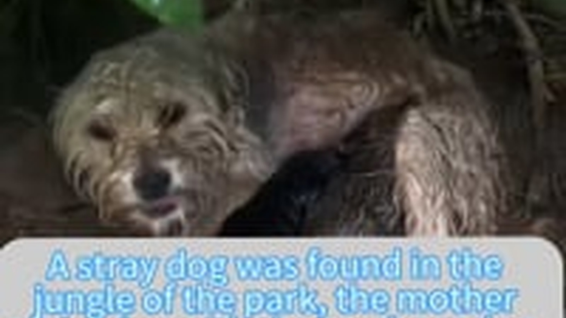 N3003014_Stray Dog Was Waiting For Help Nobody Came Until One Person #dogrescue #animalrescue