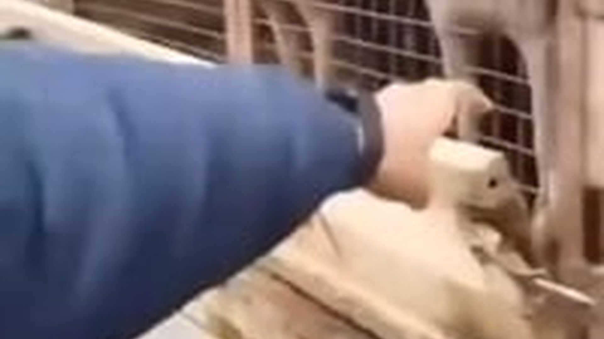 N3003017_Motorcyclist Rescued Homeless Dogs On The Road #dogrescue #animalrescue