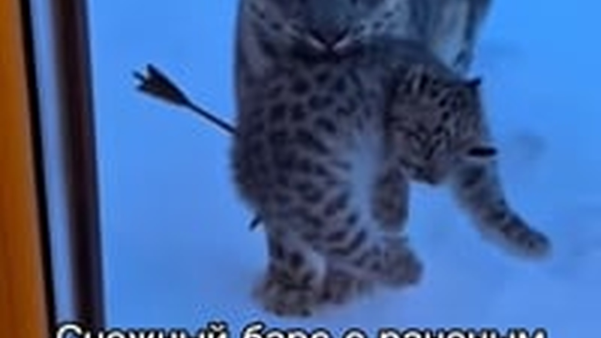 N3003018_Snow Leopard Mother Carried Her Injured Cub To Humans Hoping Someone Would Save Its Life #animalrescue #wildlife