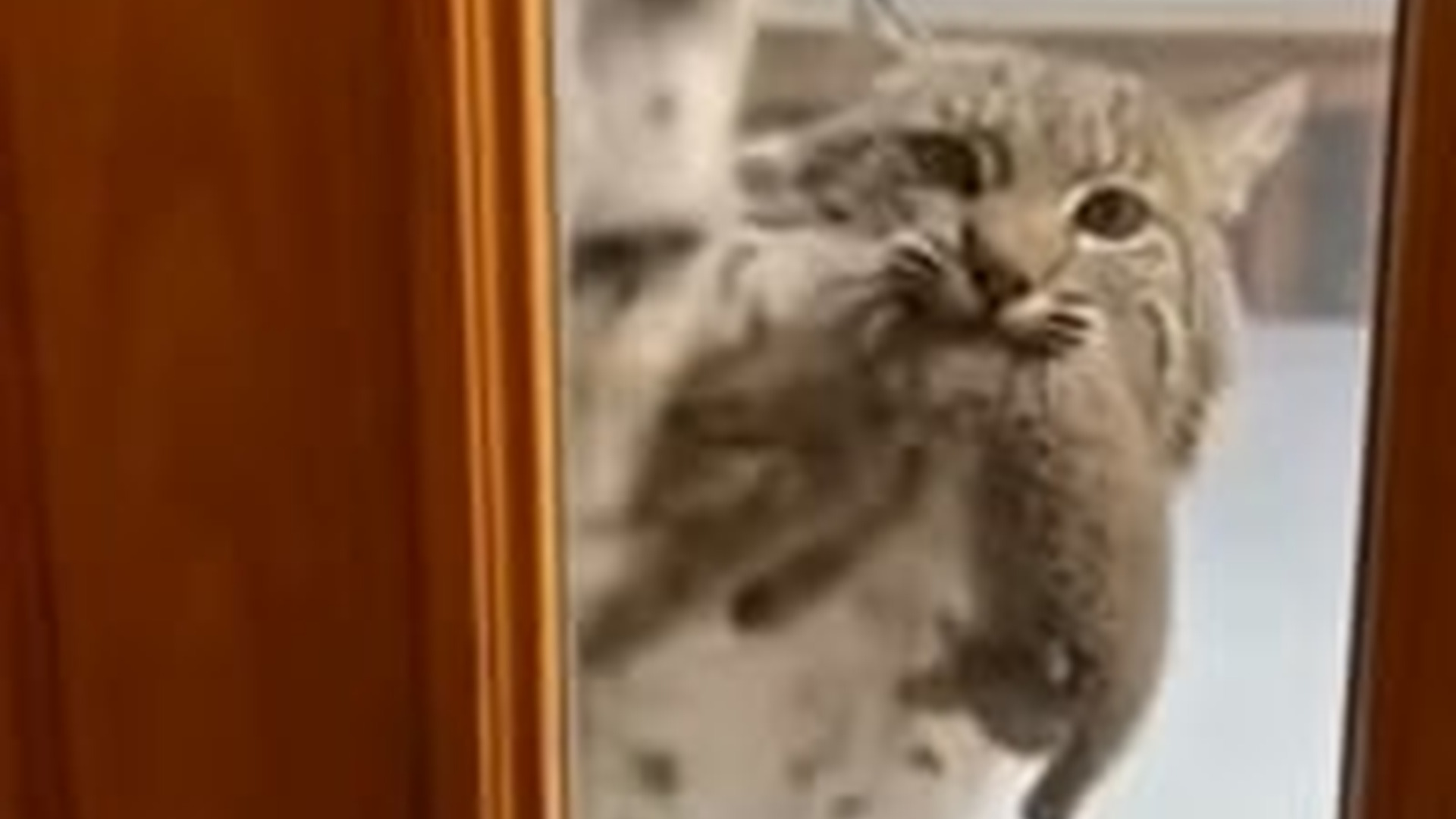 N3003020_Wild Bobcat Came To Door During Freezing Snowstorm #wildliferescue #animalrescue