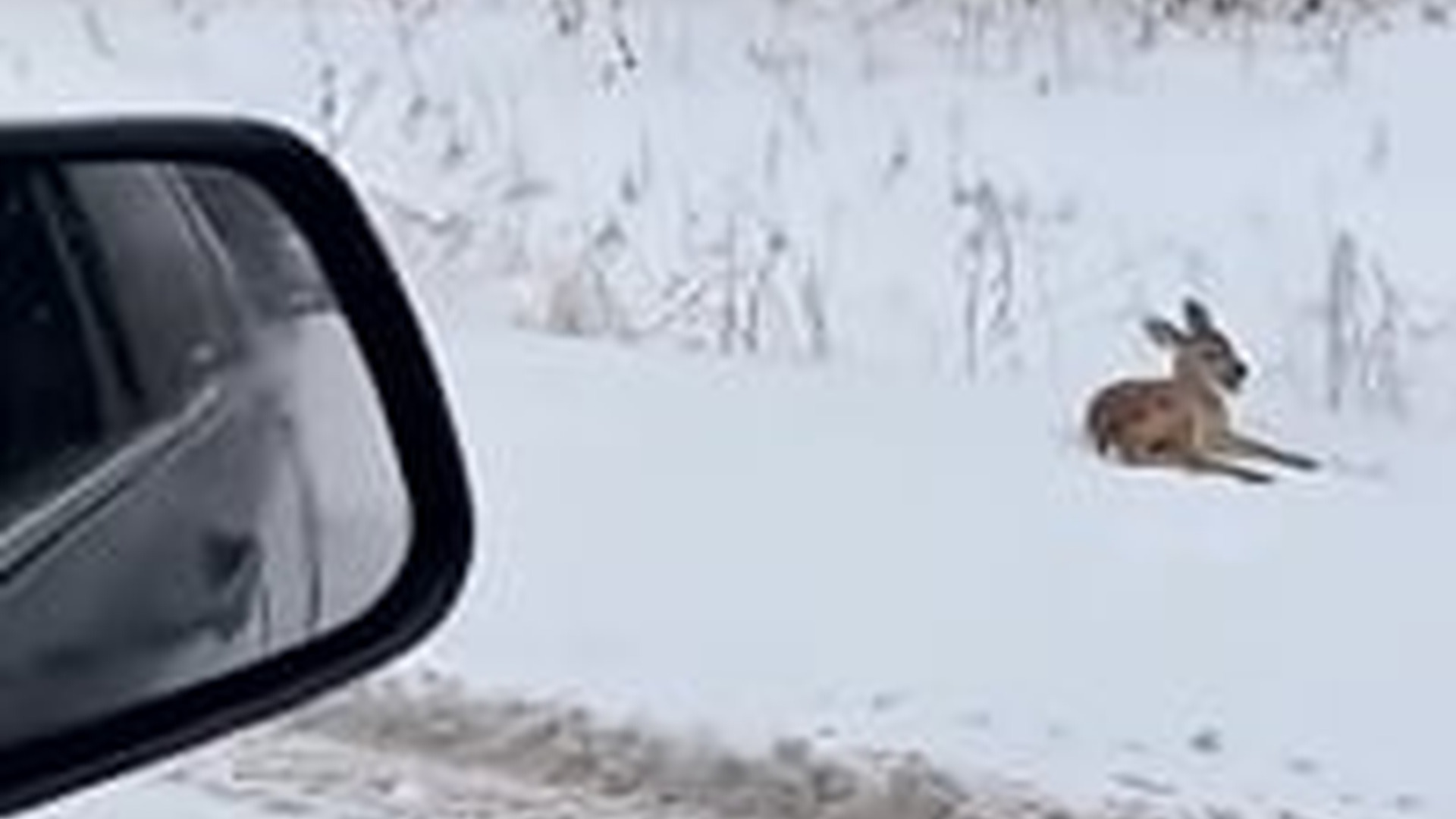 N3003021_Driving Alone He Found Animal That Needed Help #animalrescue #helpanimals