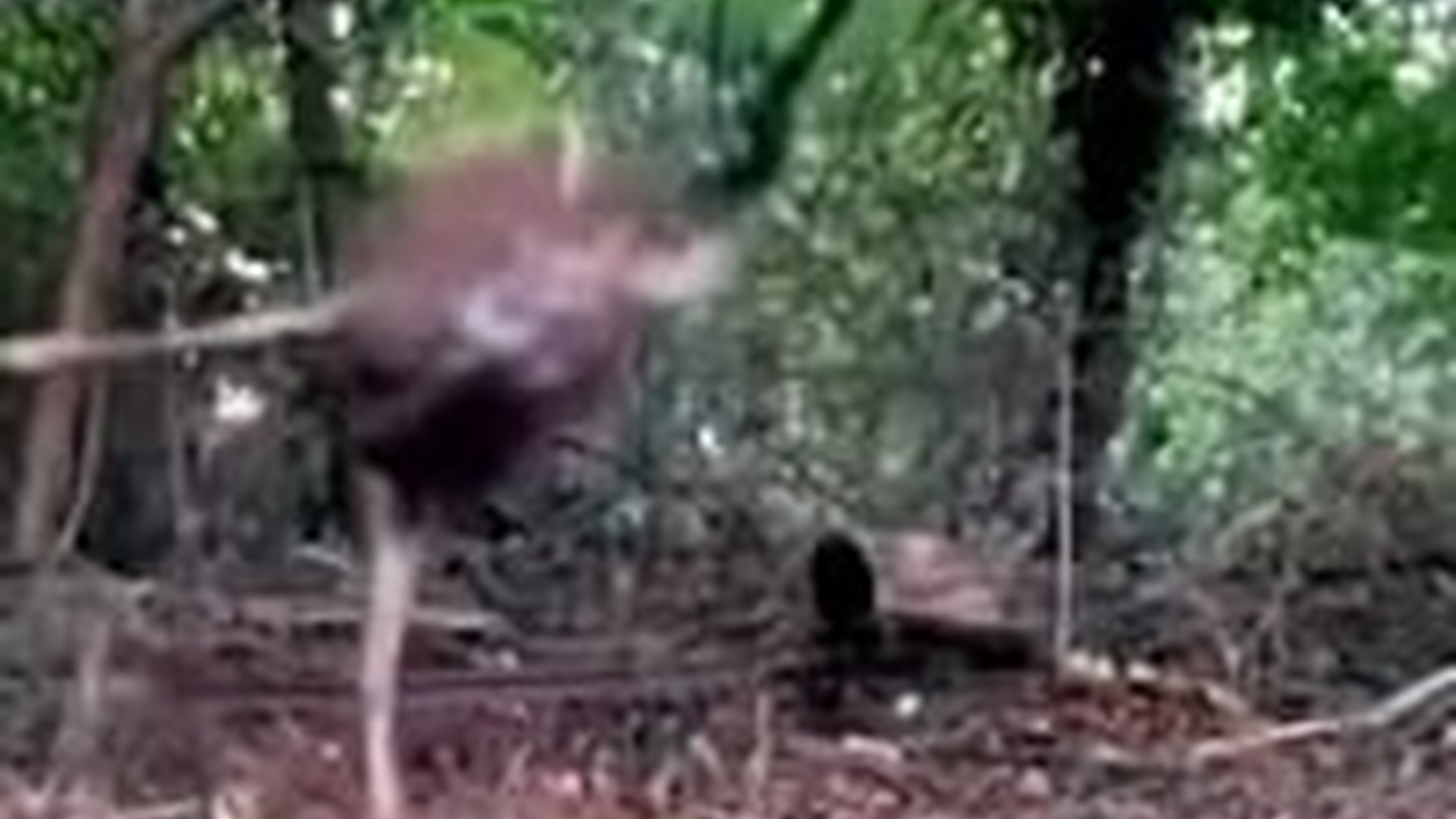 N3003026_Animal Struggled Against Fence Until Someone Saved It #animalrescue #wildliferescue